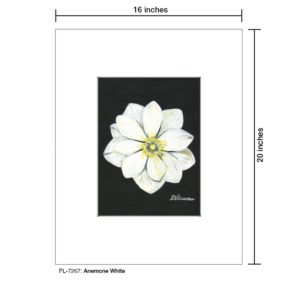 Anemone White, Print (#7267A)