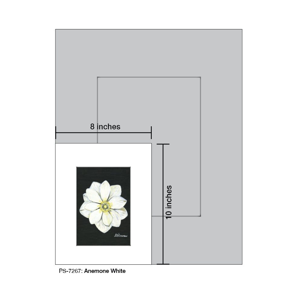 Anemone White, Print (#7267A)
