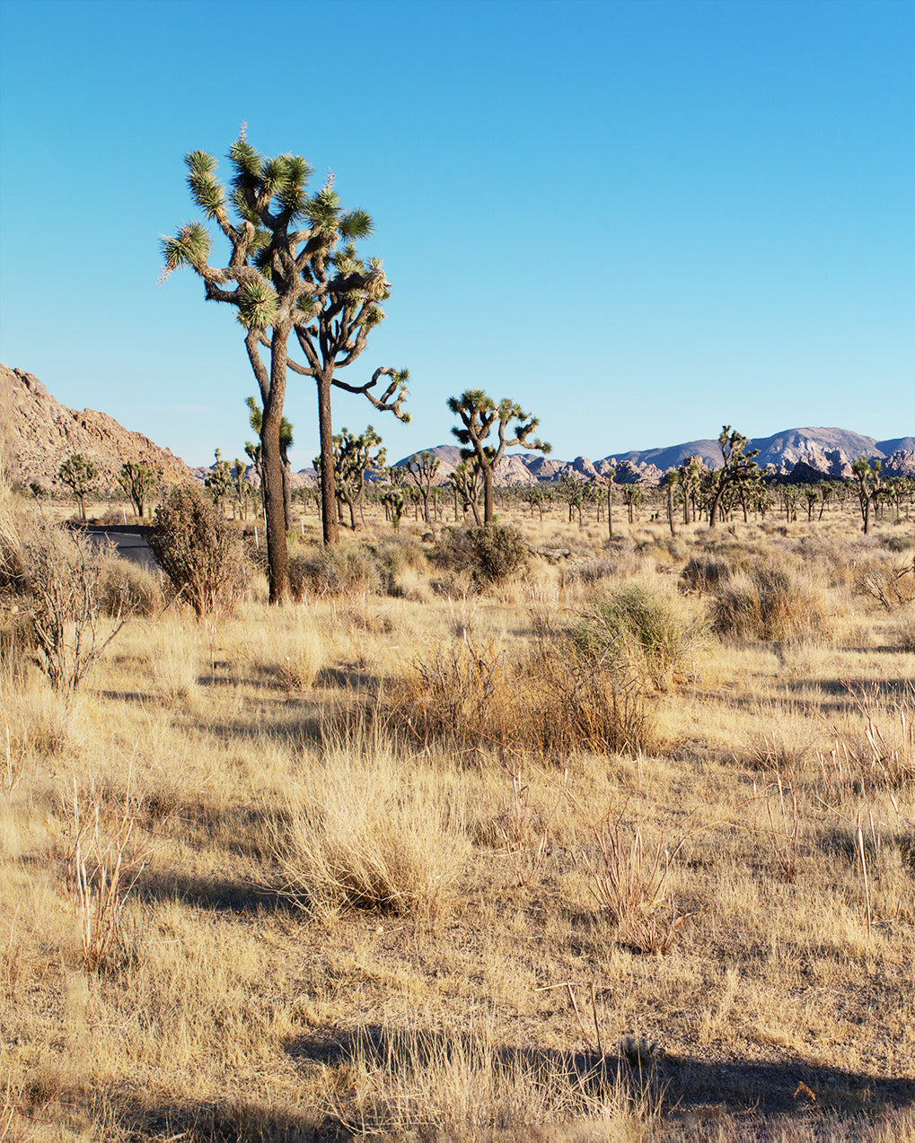 Desert landscape with Joshua trees under a clear blue sky