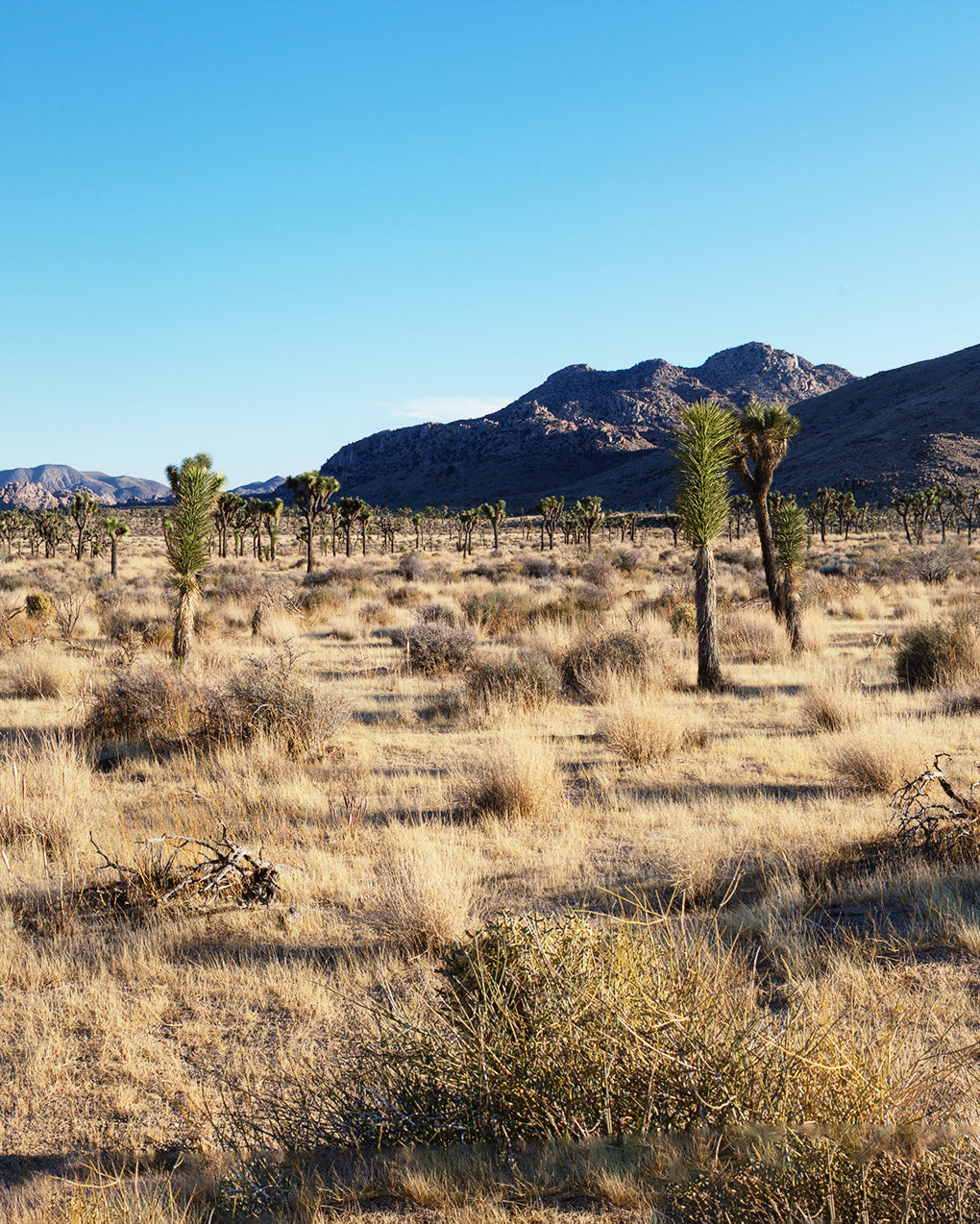 Desert landscape with Joshua trees and mountains under a clear blue sky
