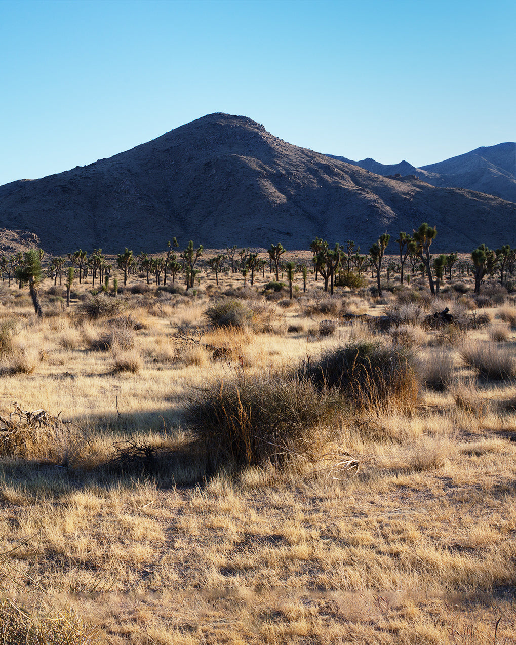 Desert landscape with Joshua trees and mountains under a clear blue sky