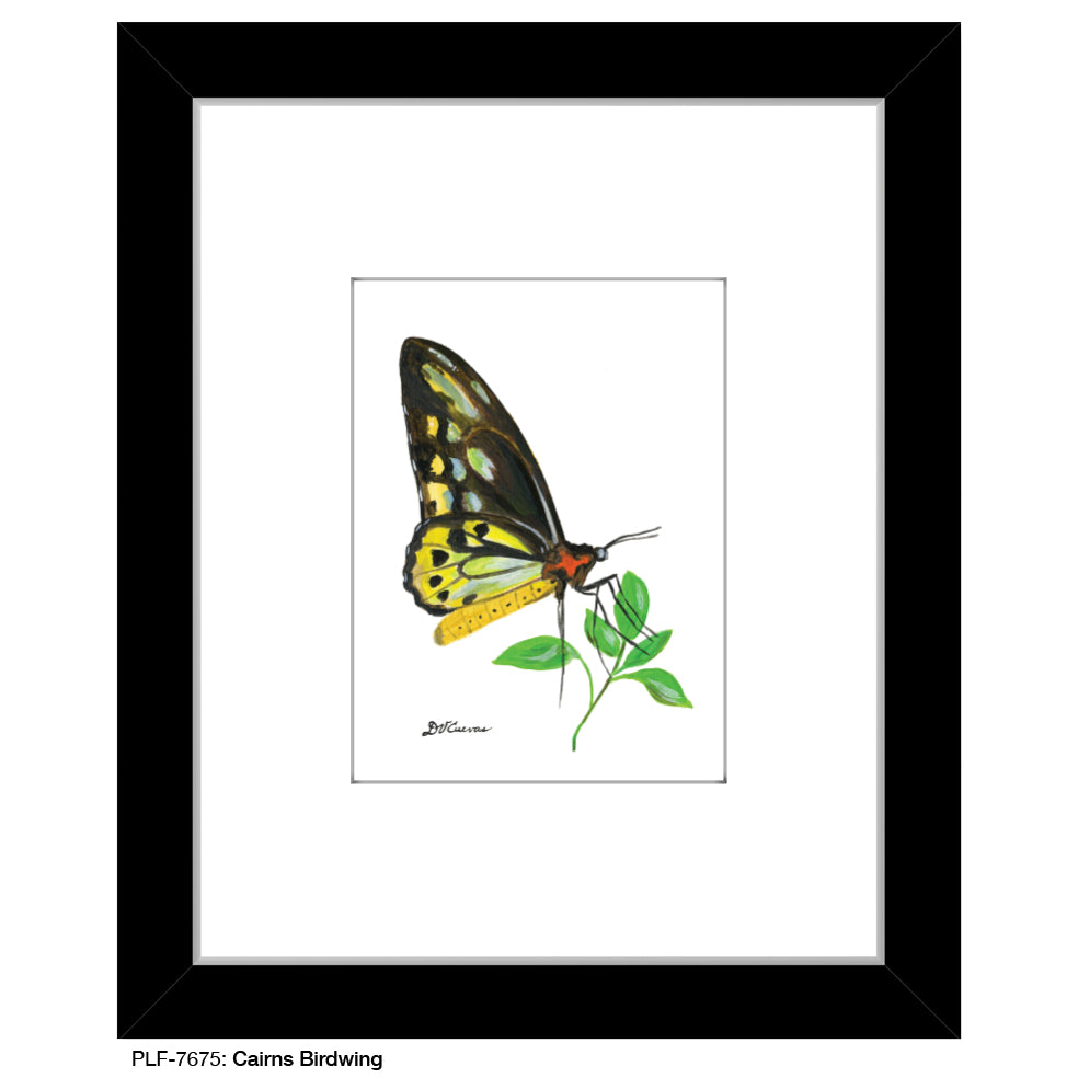 Cairns Birdwing, Print (#7675E) - Arte House