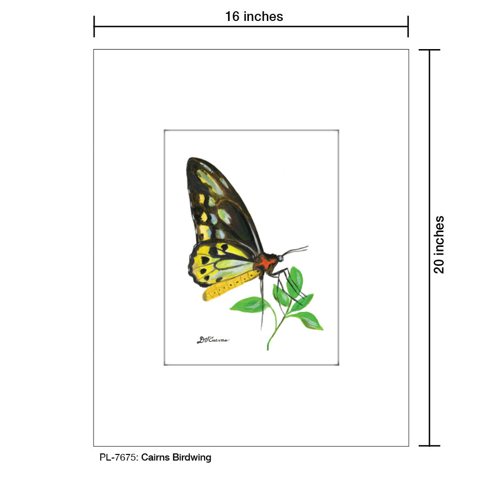 Cairns Birdwing, Print (#7675E) - Arte House