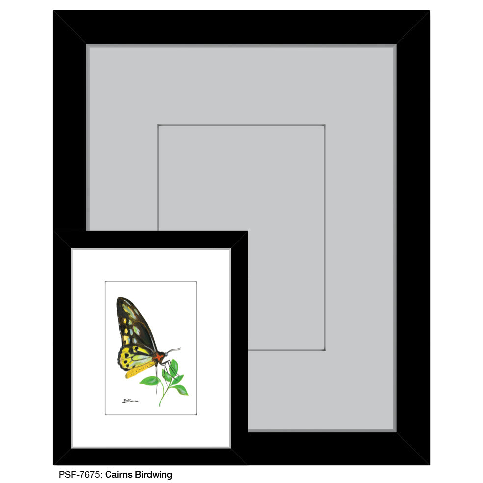 Cairns Birdwing, Print (#7675E) - Arte House