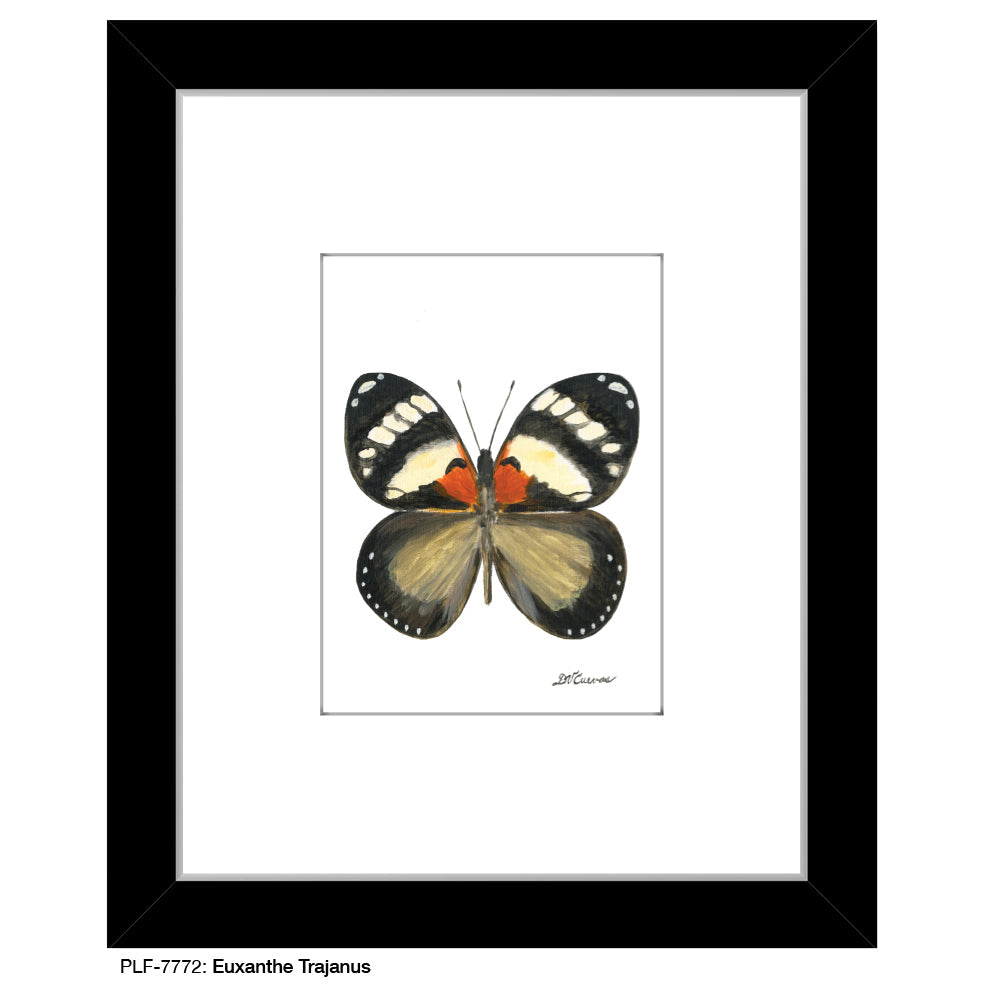 Euxanthe Trajanus, Print (#7772A)