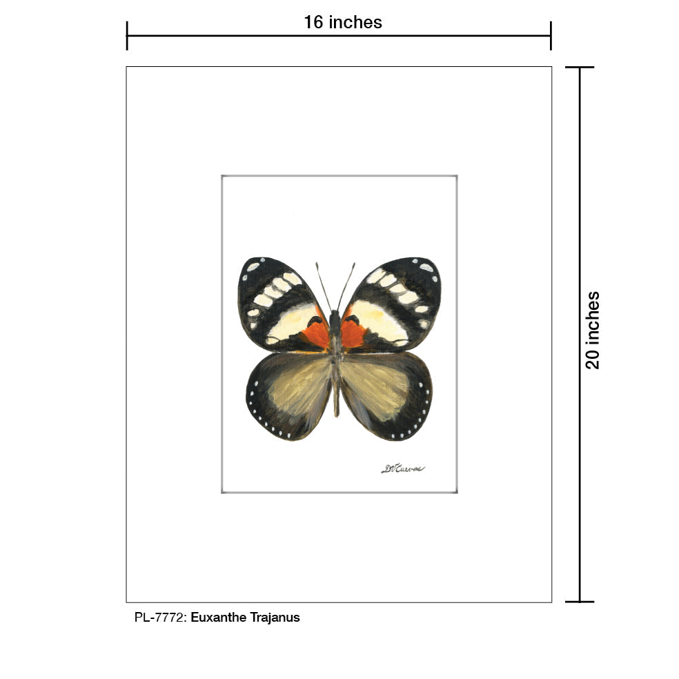 Euxanthe Trajanus, Print (#7772A)