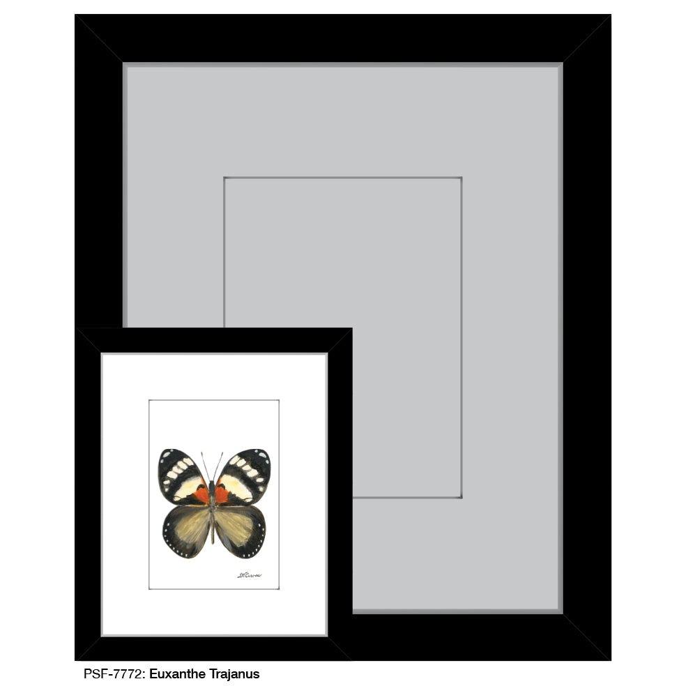 Euxanthe Trajanus, Print (#7772A)