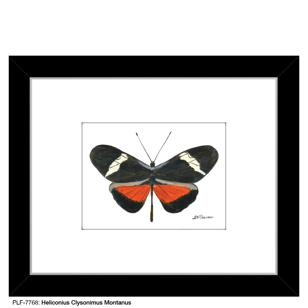 Heliconius Clysonimus Montanus, Print (#7768A)