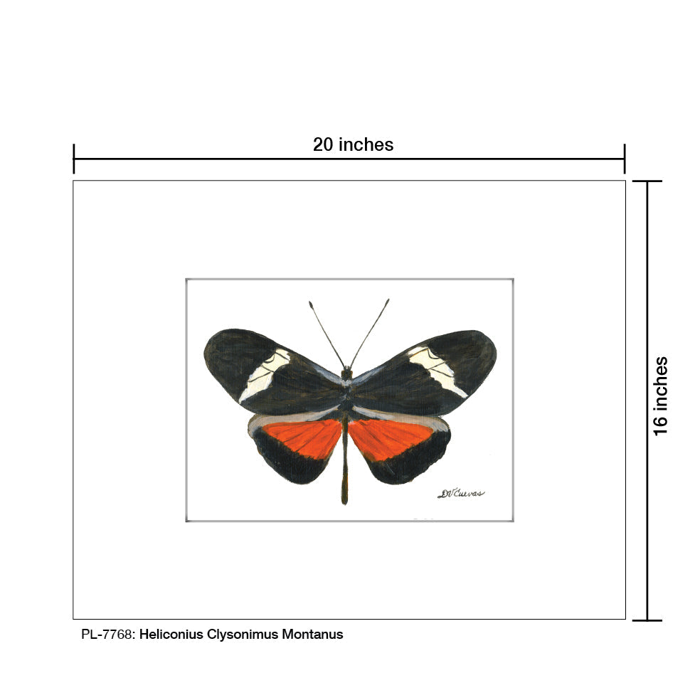Heliconius Clysonimus Montanus, Print (#7768A)