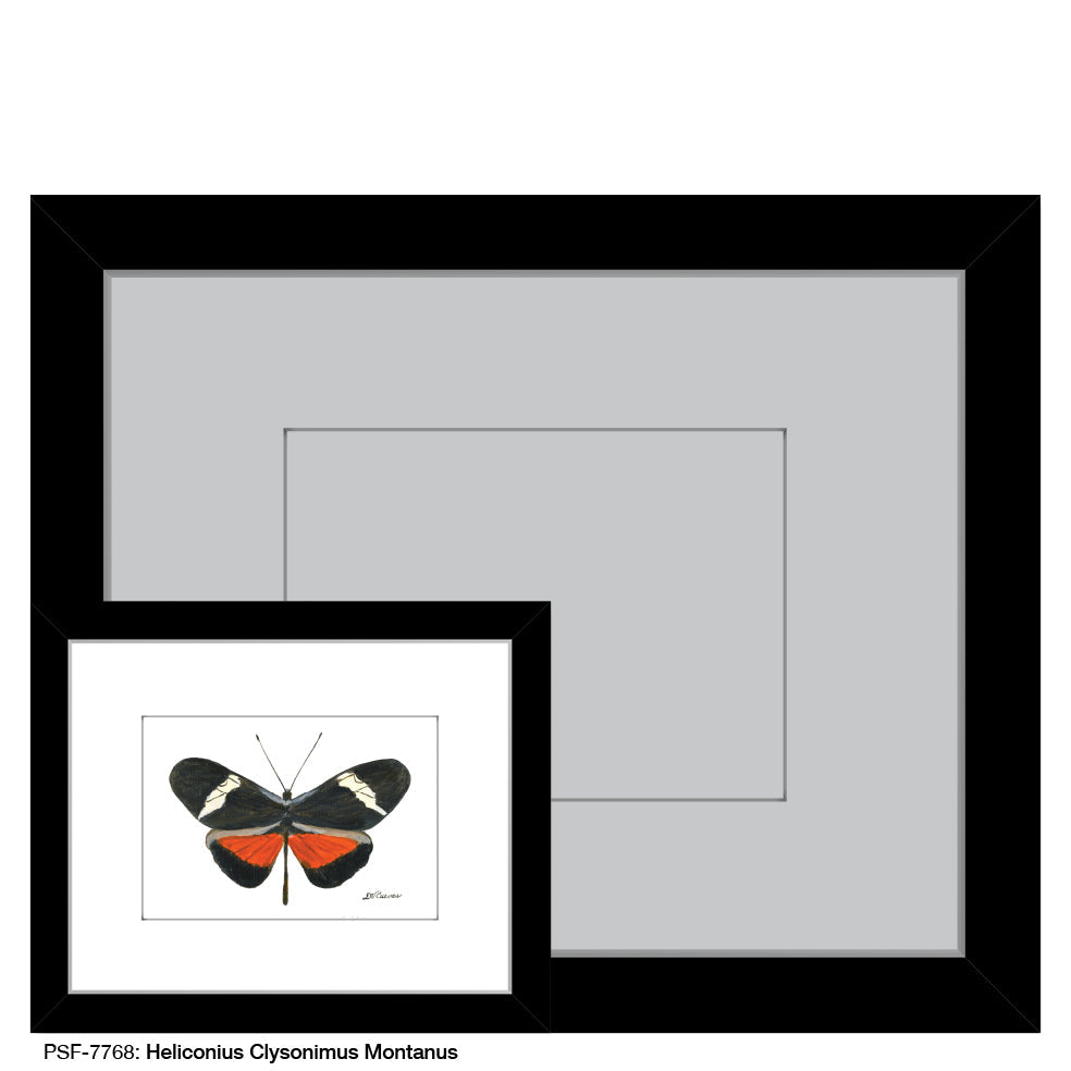 Heliconius Clysonimus Montanus, Print (#7768A)