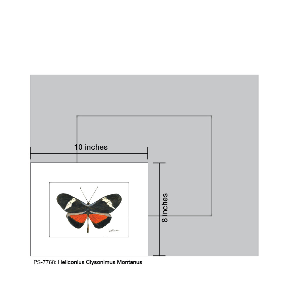 Heliconius Clysonimus Montanus, Print (#7768A)