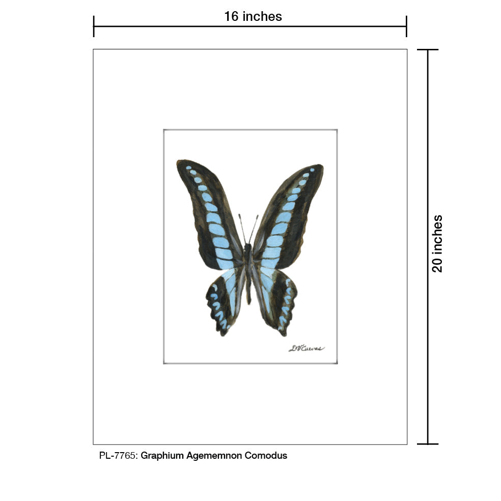 Graphium Agememnon Comodus, Print (#7765A) - Arte House