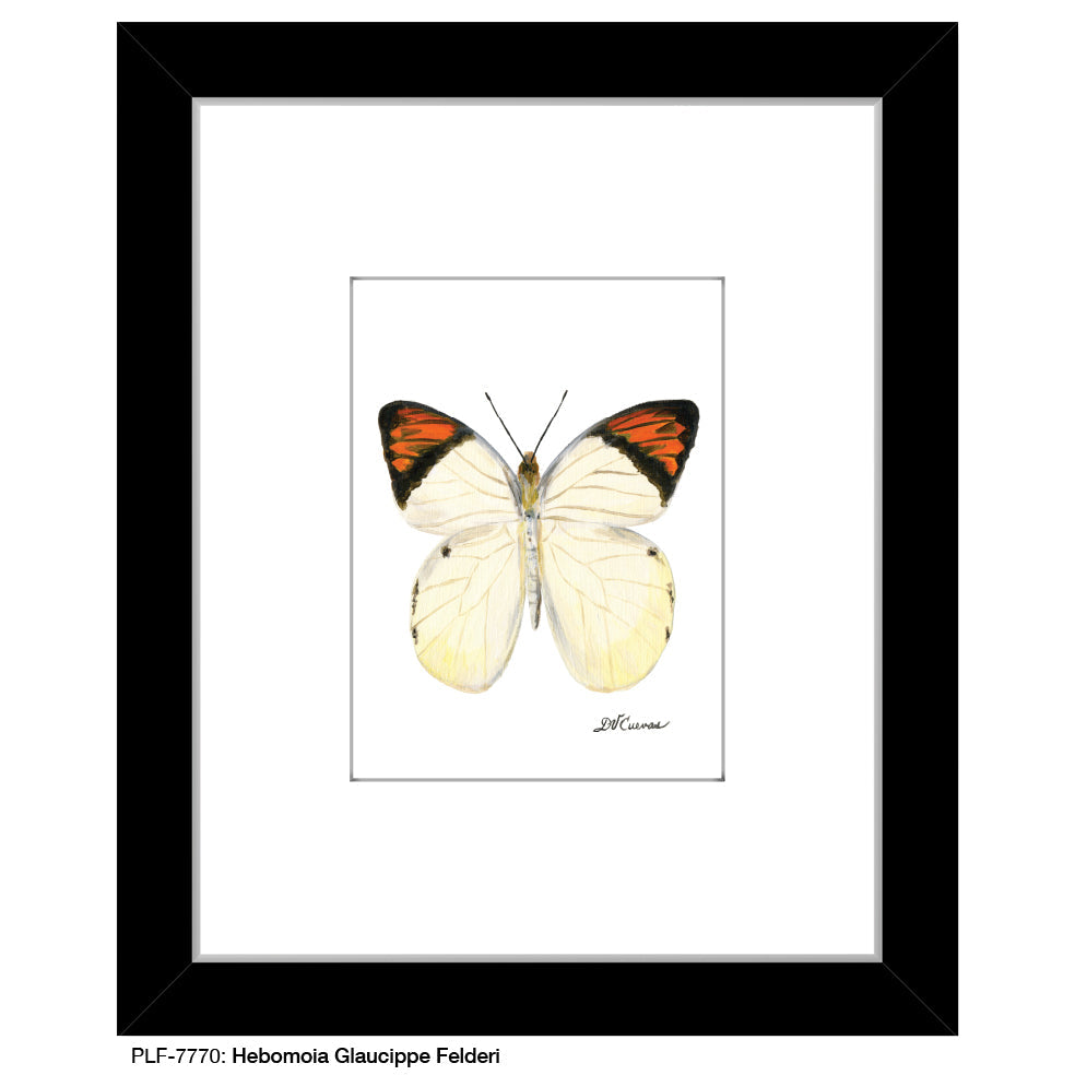 Hebomoia Glaucippe Felderi, Print (#7770B)