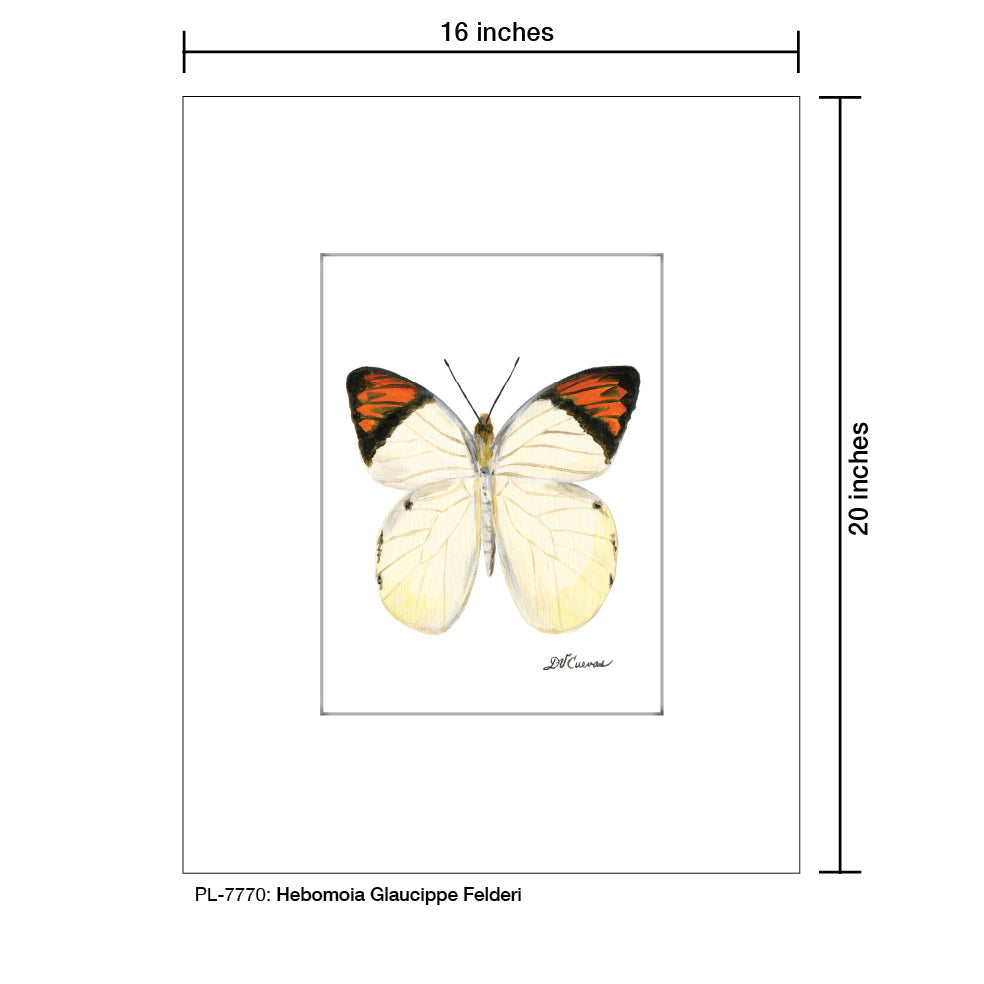 Hebomoia Glaucippe Felderi, Print (#7770B)