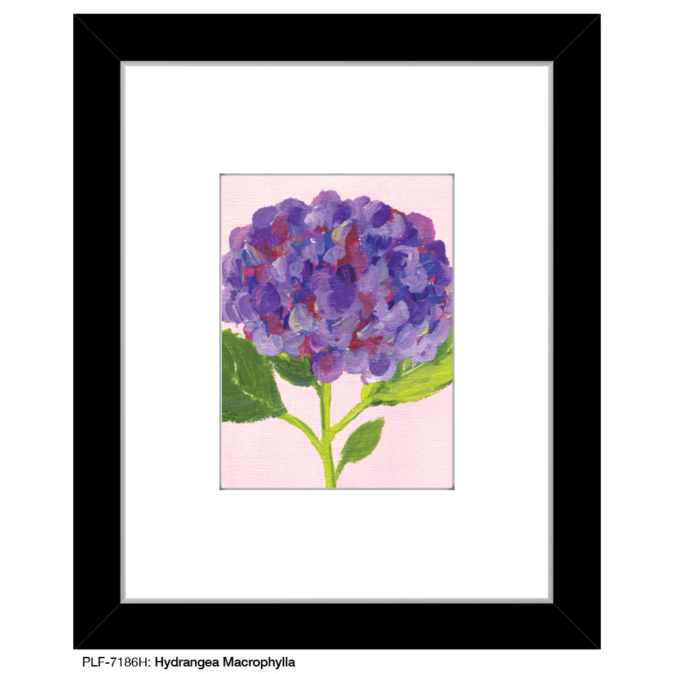 Hydrangea Macrophylla, Print (#7186H) - Arte House