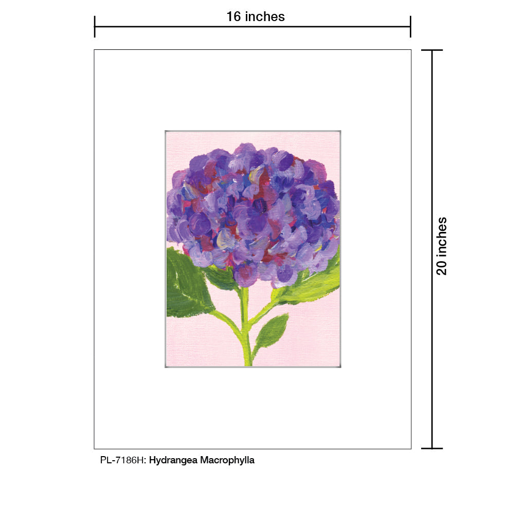Hydrangea Macrophylla, Print (#7186H) - Arte House