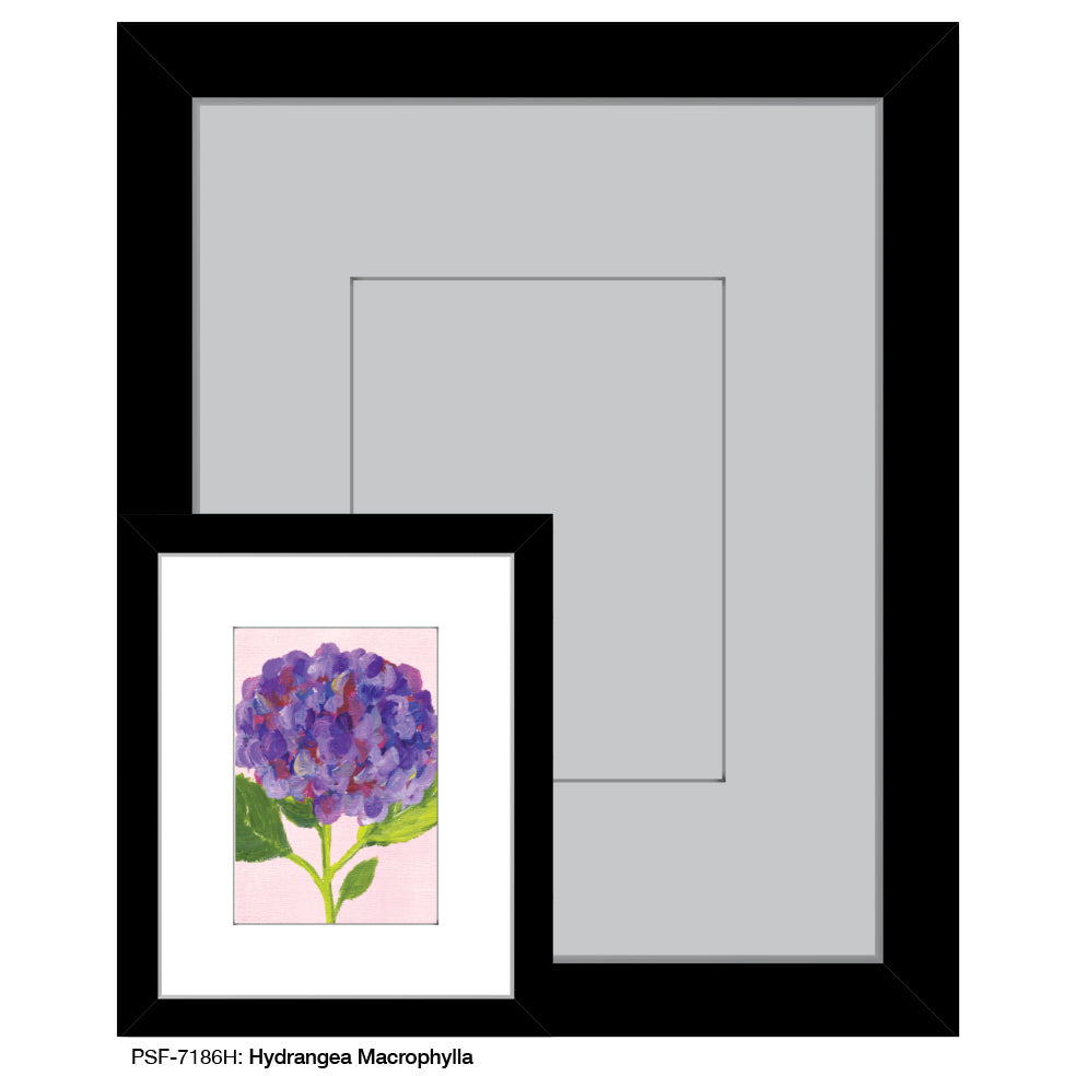 Hydrangea Macrophylla, Print (#7186H) - Arte House