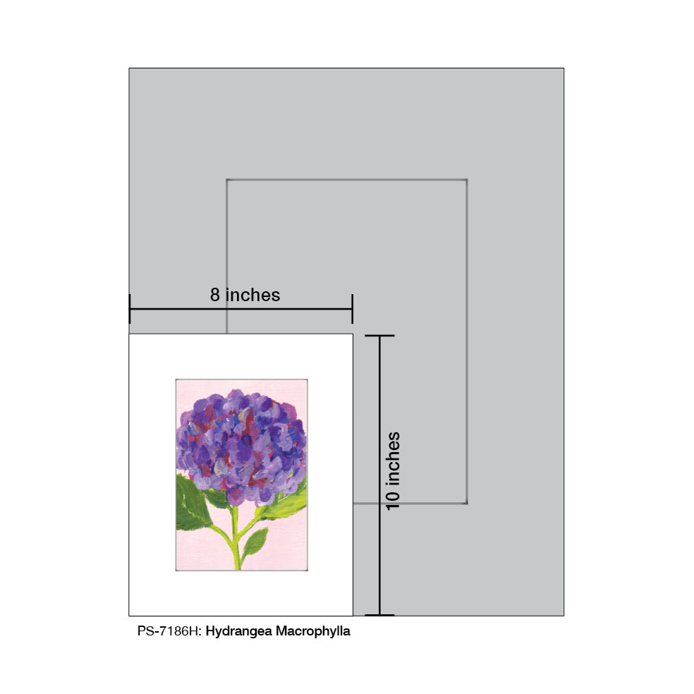 Hydrangea Macrophylla, Print (#7186H) - Arte House