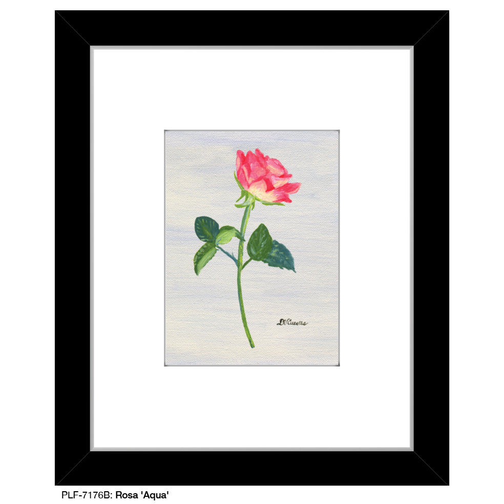 Rosa 'Aqua', Print (#7176B) - Arte House