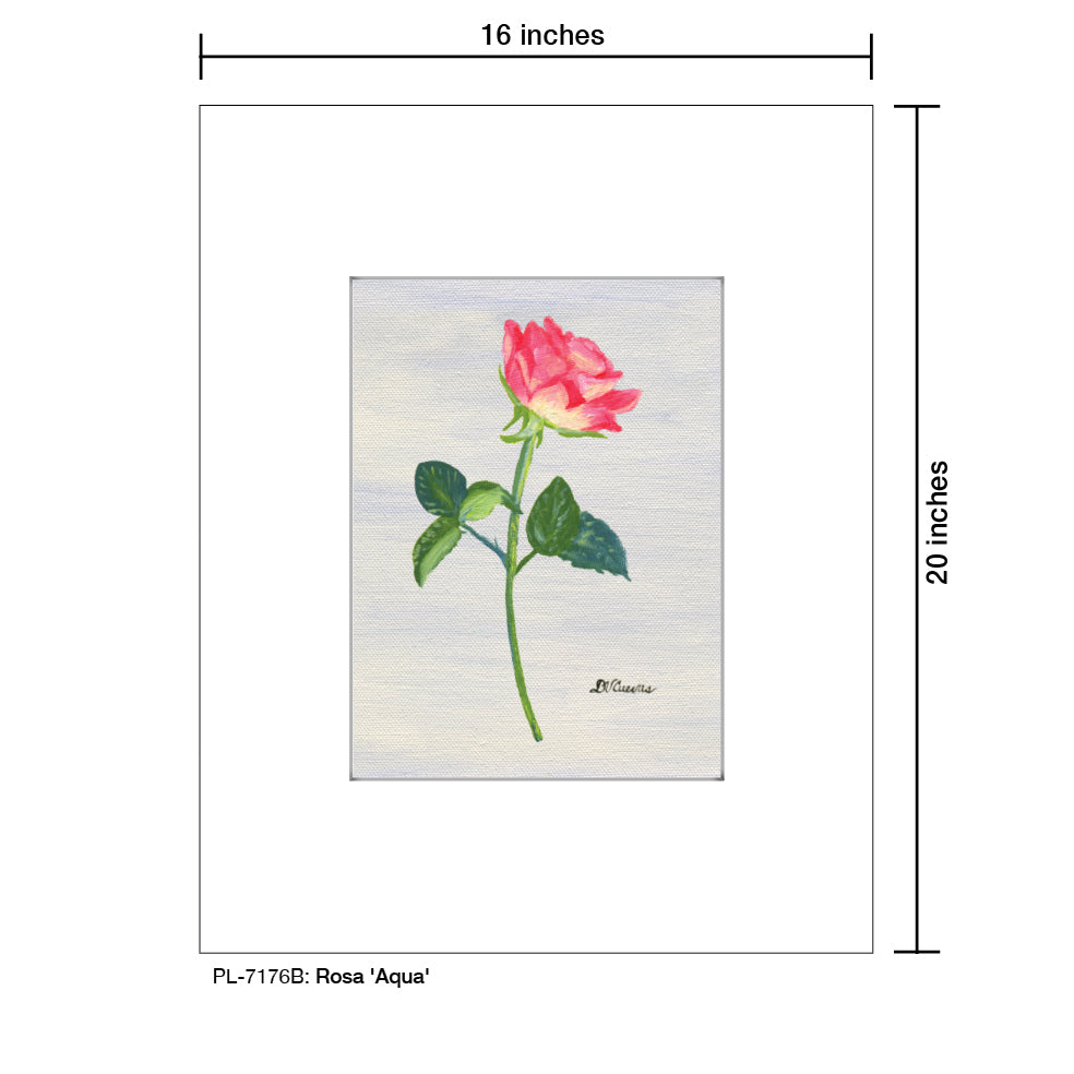 Rosa 'Aqua', Print (#7176B) - Arte House
