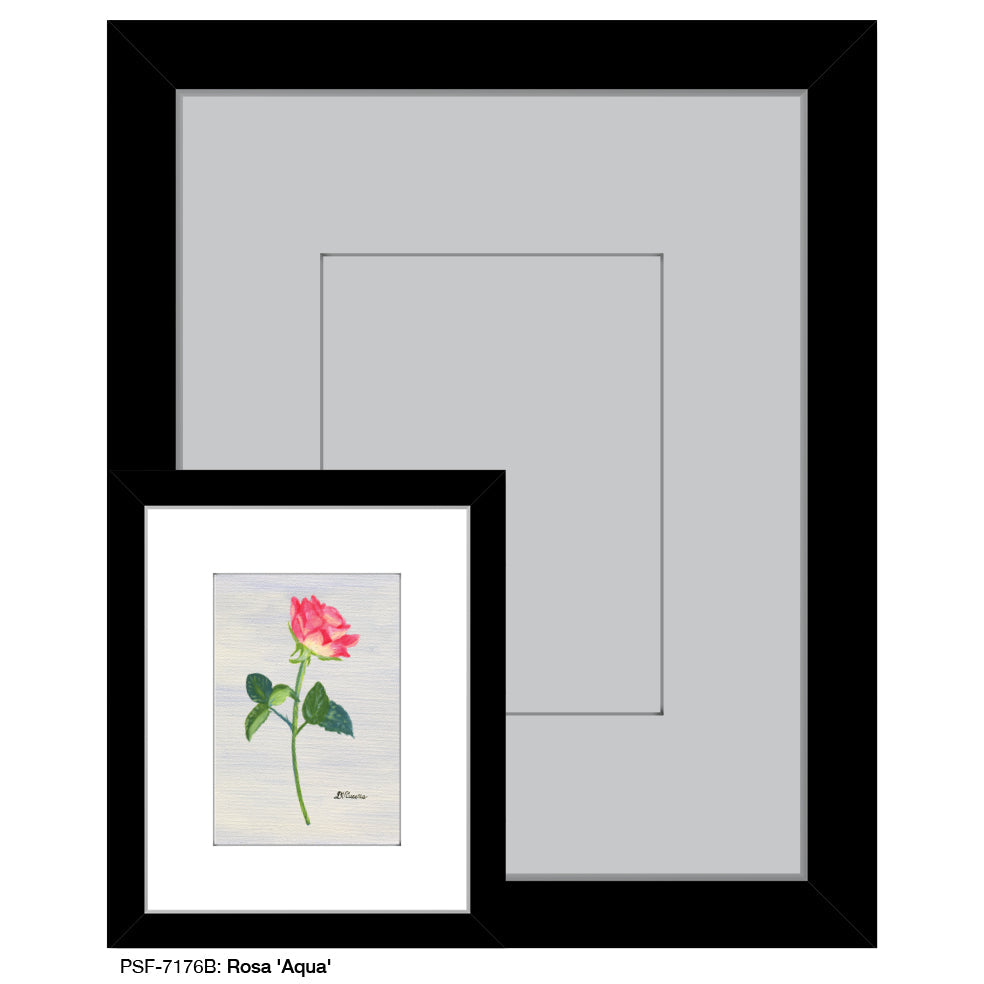 Rosa 'Aqua', Print (#7176B) - Arte House