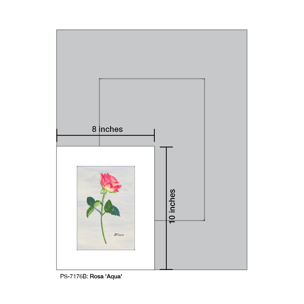 Rosa 'Aqua', Print (#7176B) - Arte House