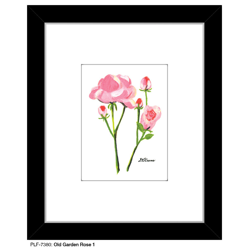 Old Garden Rose 1, Print (#7380A) - Arte House