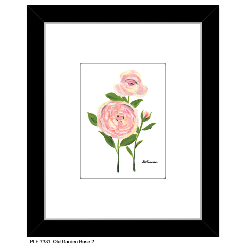 Old Garden Rose 2, Print (#7381A) - Arte House