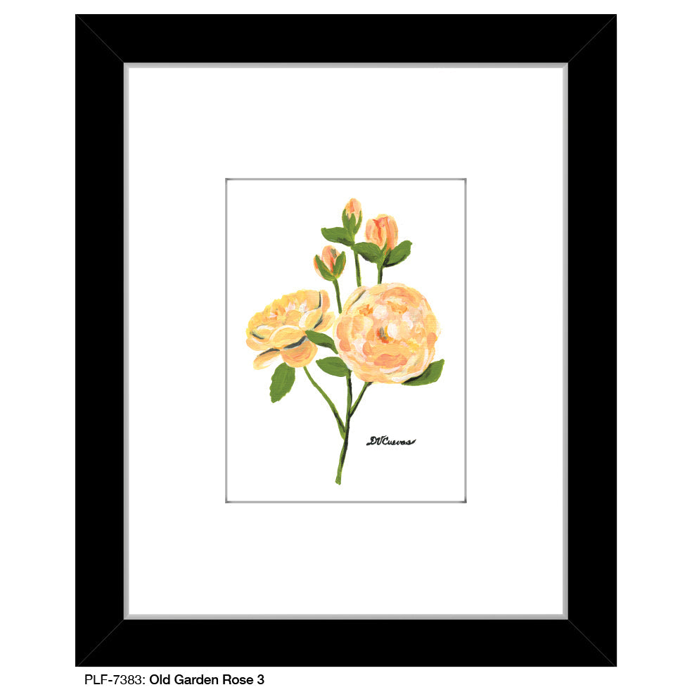 Old Garden Rose 3, Print (#7383A) - Arte House