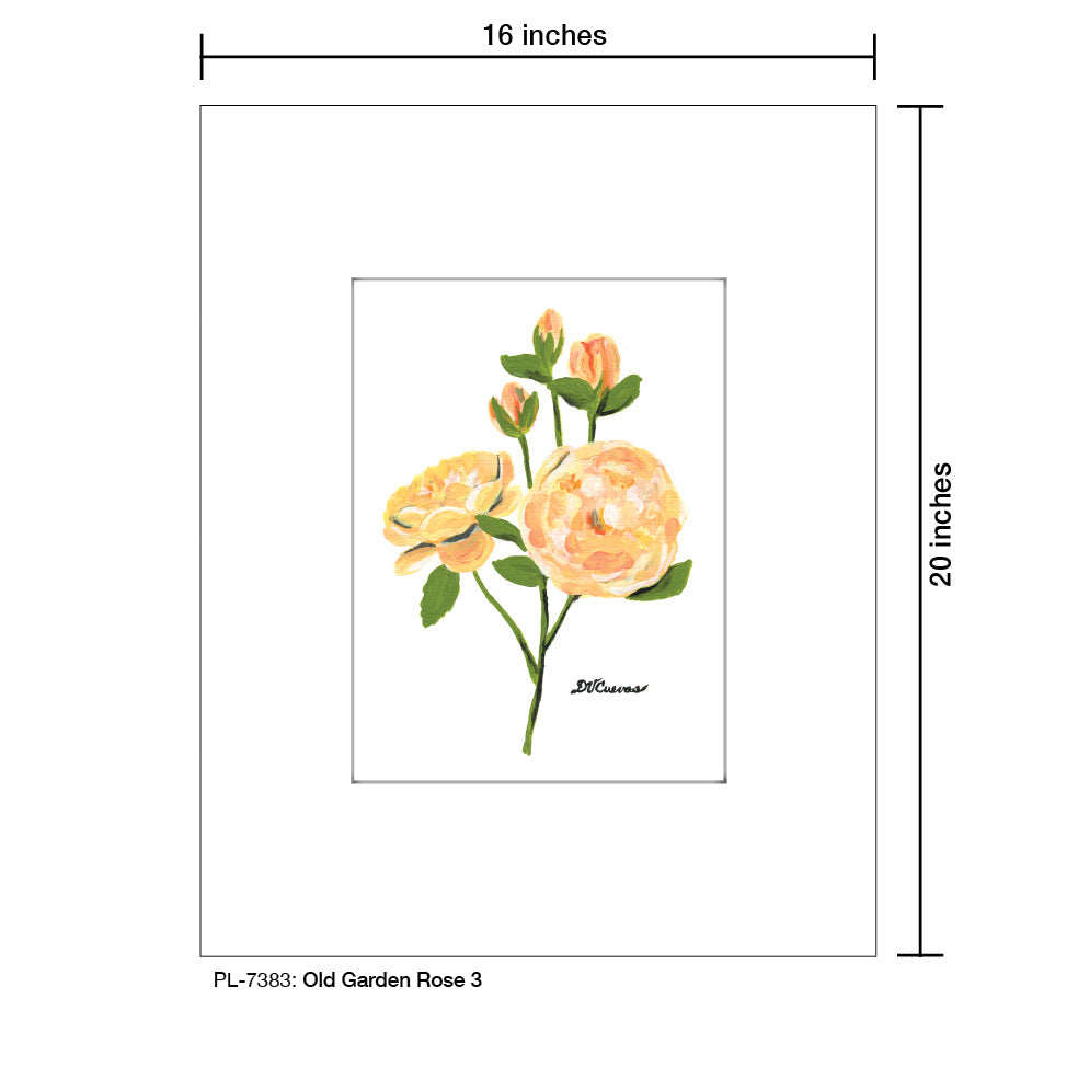 Old Garden Rose 3, Print (#7383A) - Arte House