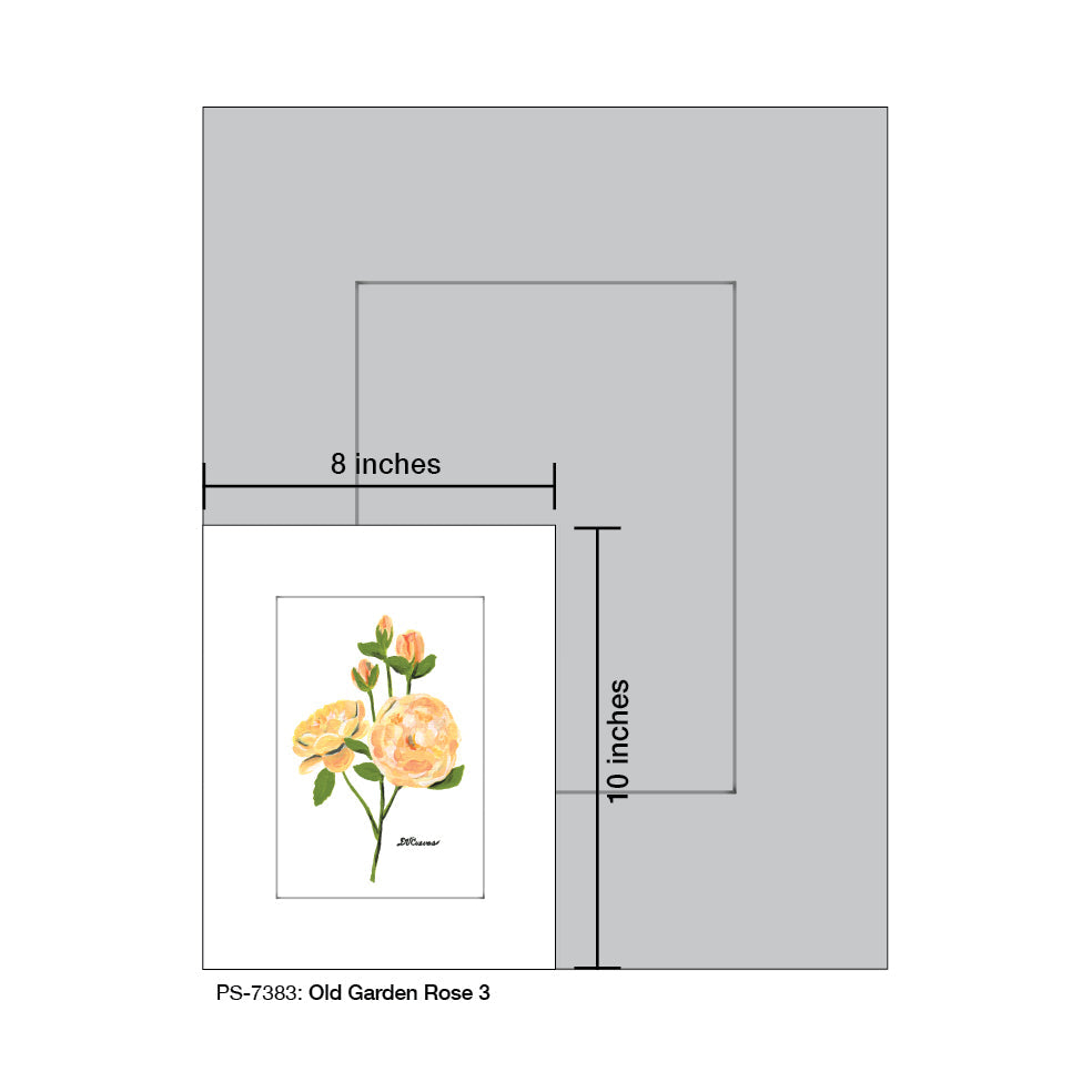 Old Garden Rose 3, Print (#7383A) - Arte House