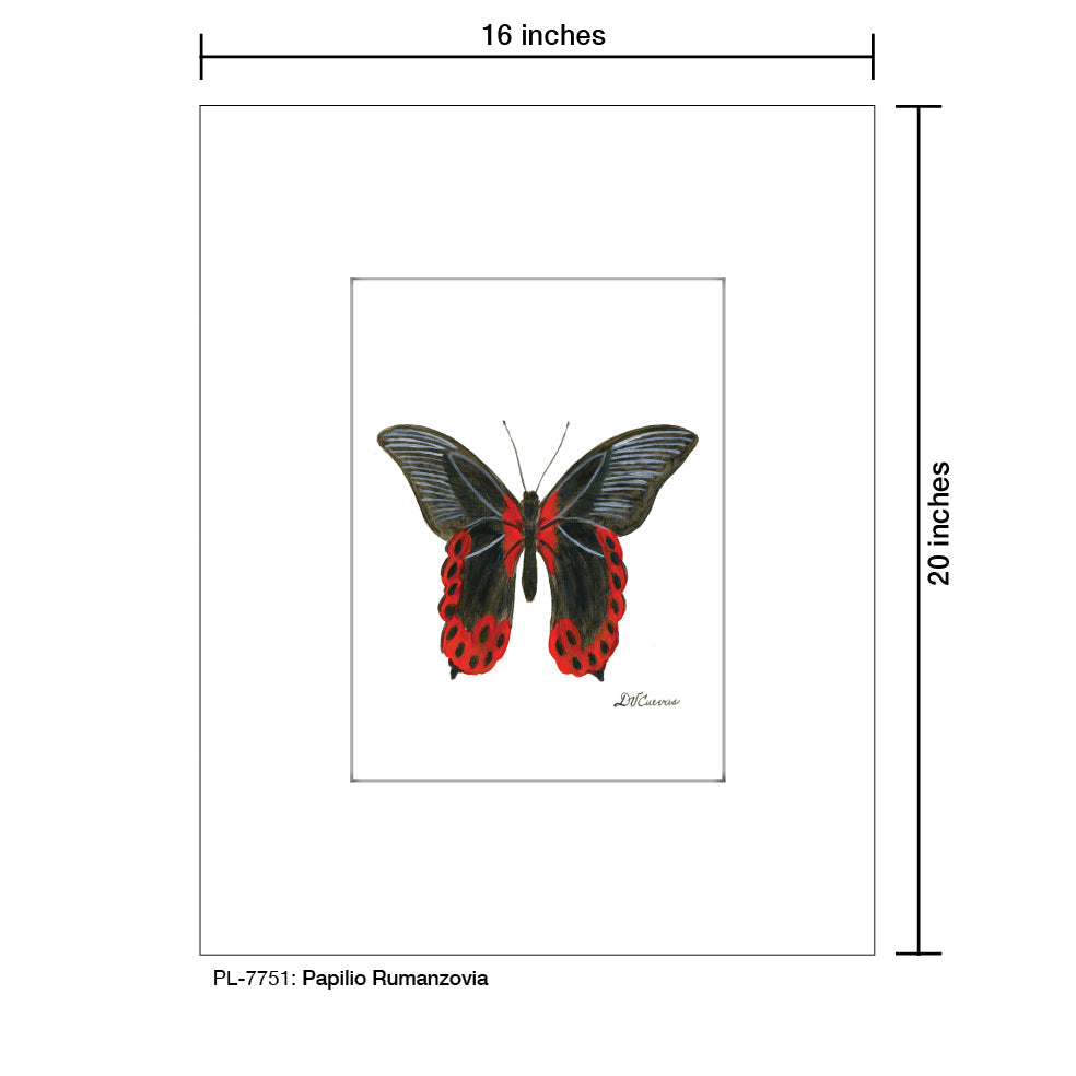 Papilio Rumanzovia, Print (#7751A) - Arte House