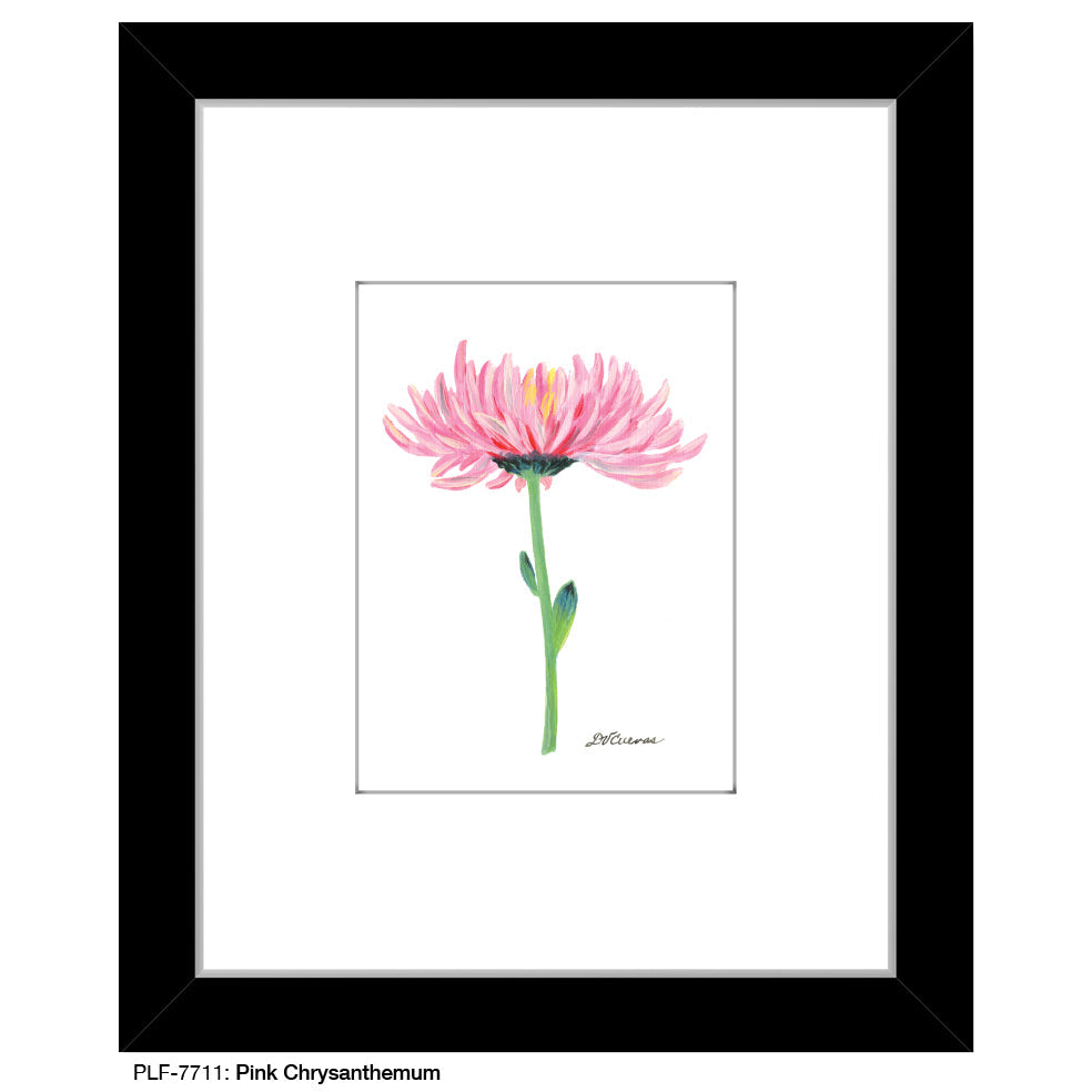 Pink Chrysanthemum, Print (#7711B) - Arte House