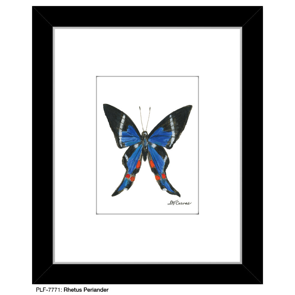 Rhetus Periander, Print (#7771A)