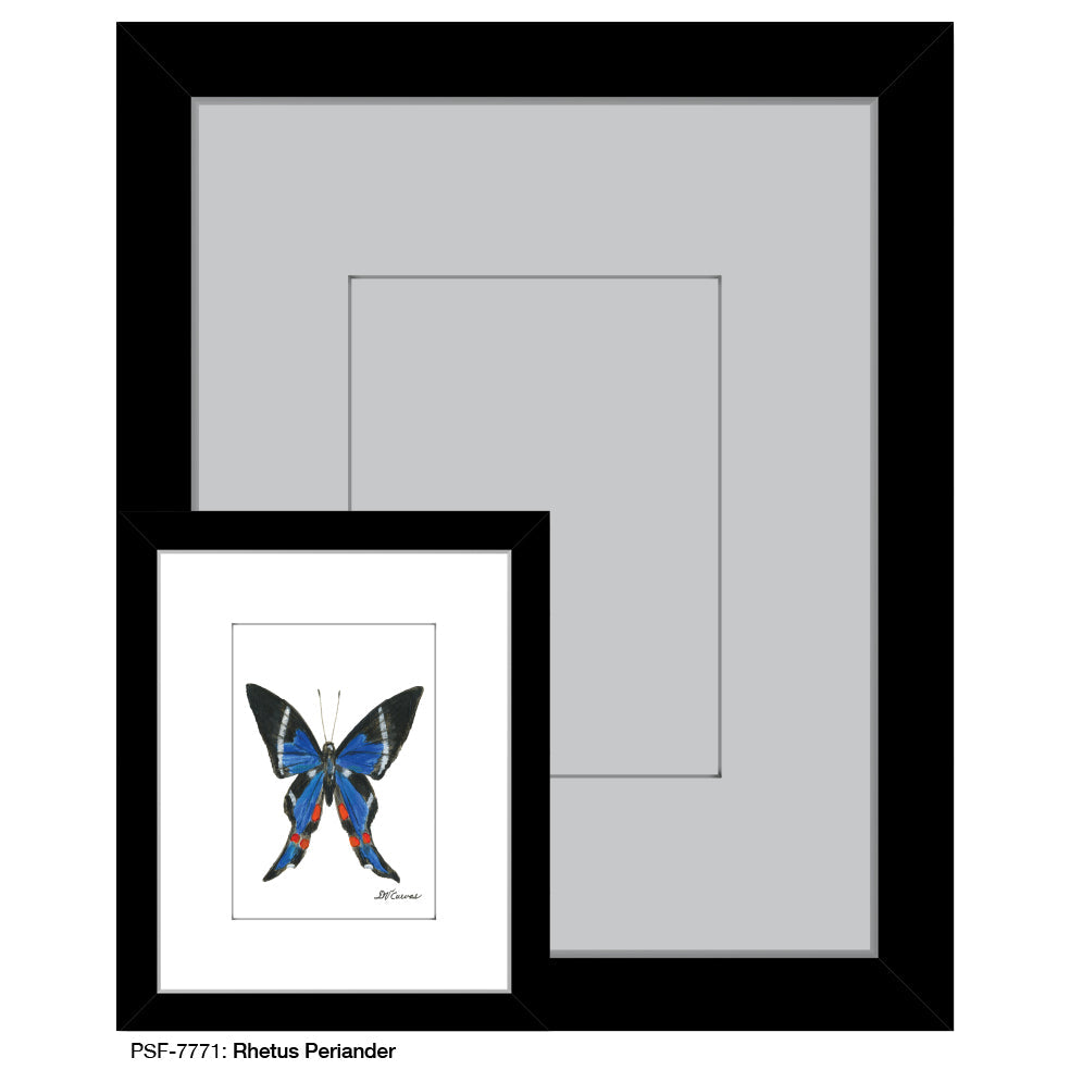 Rhetus Periander, Print (#7771A)