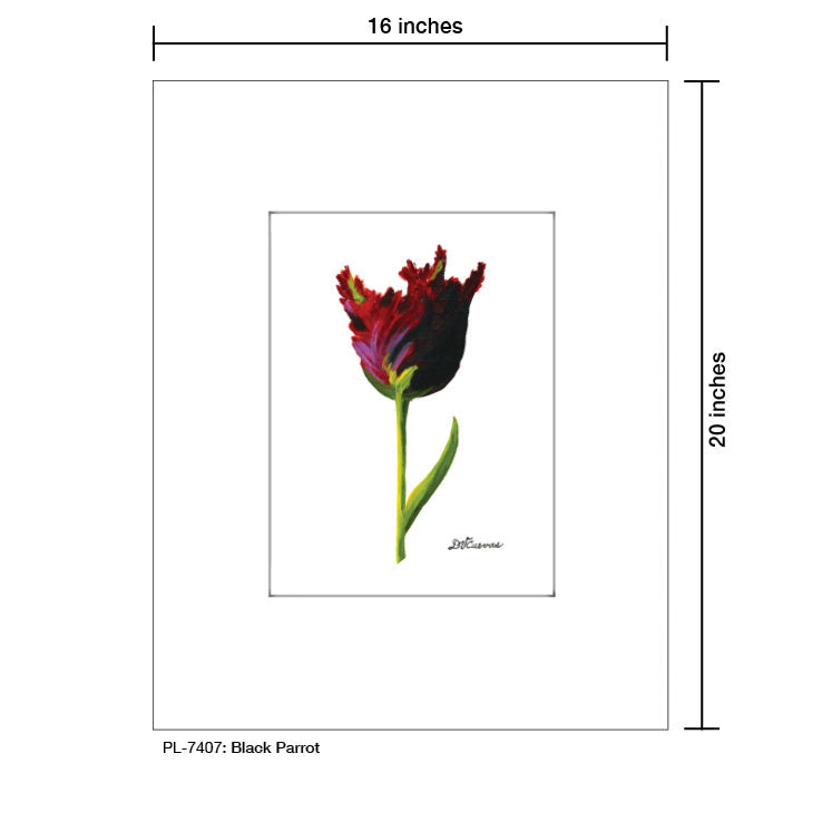 Black Parrot, Print (#7407A) - Arte House