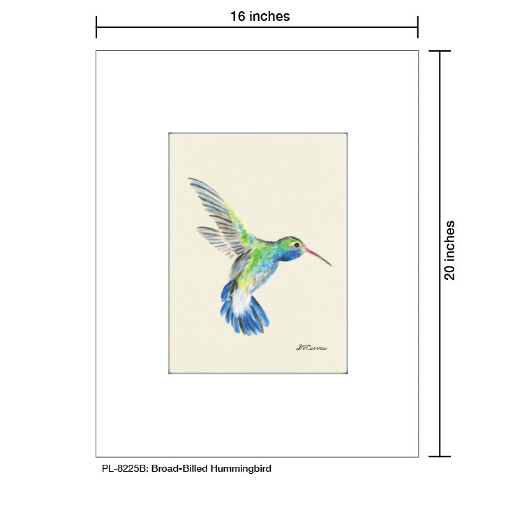 Broad-Billed Hummingbird, Print (#8225B)