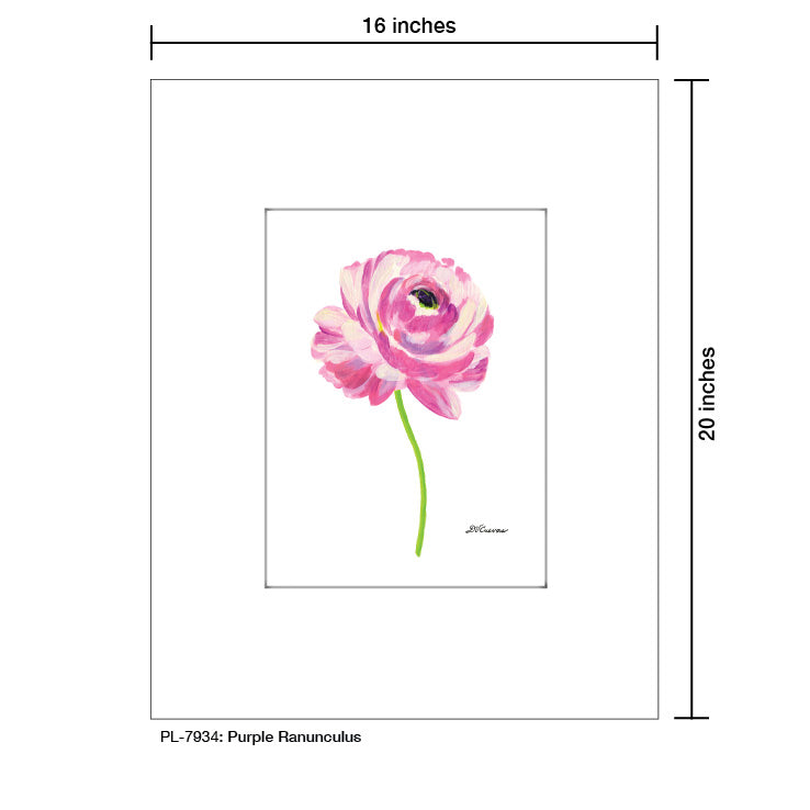 Purple Ranunculus, Print (#7934A) - Arte House