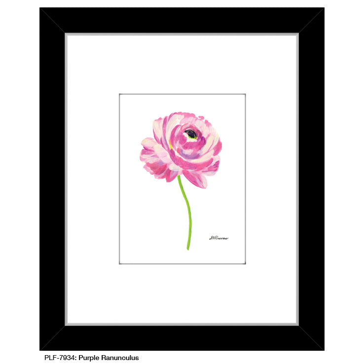 Purple Ranunculus, Print (#7934A) - Arte House