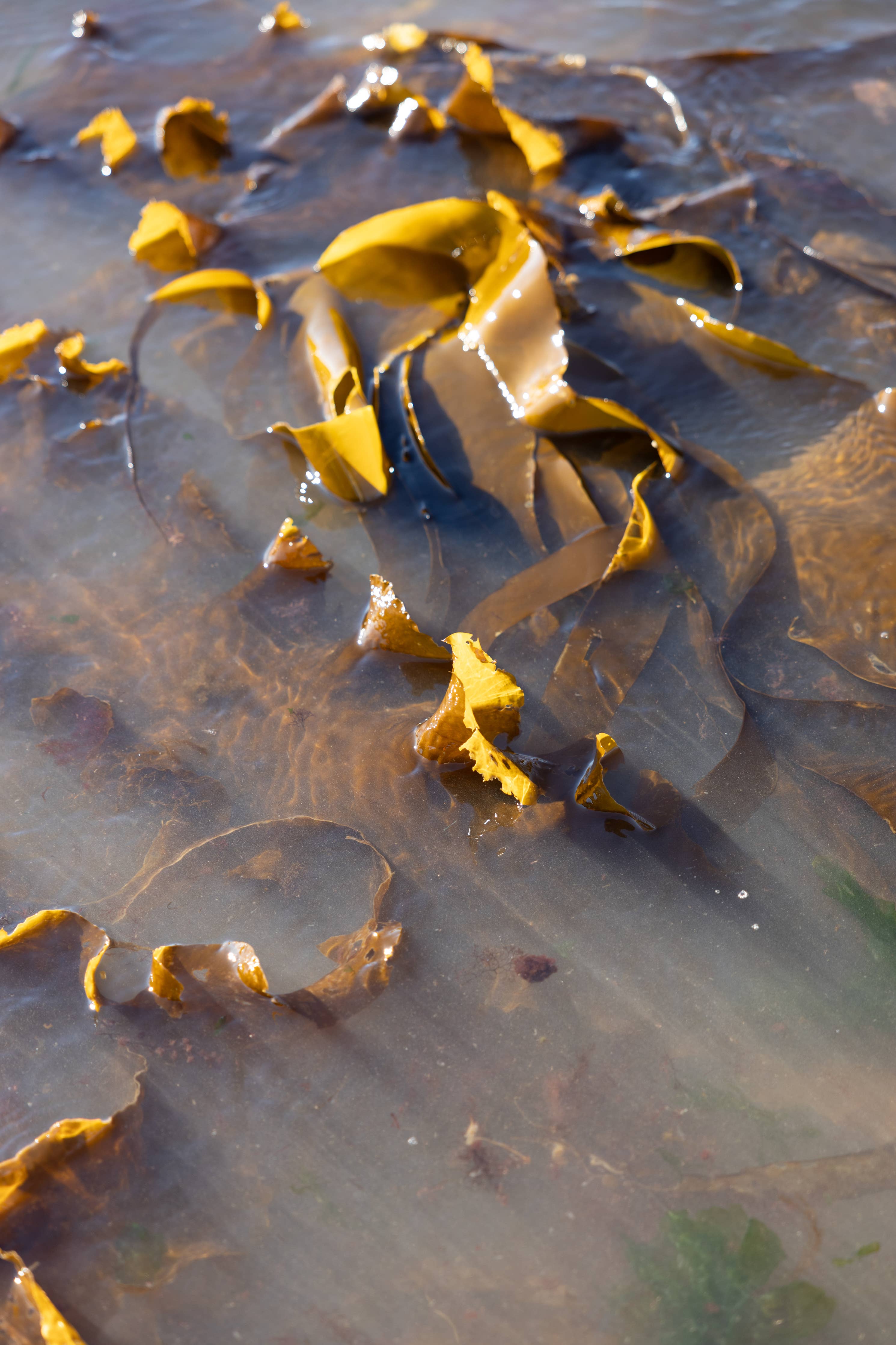 Wild Cobscook Digitata