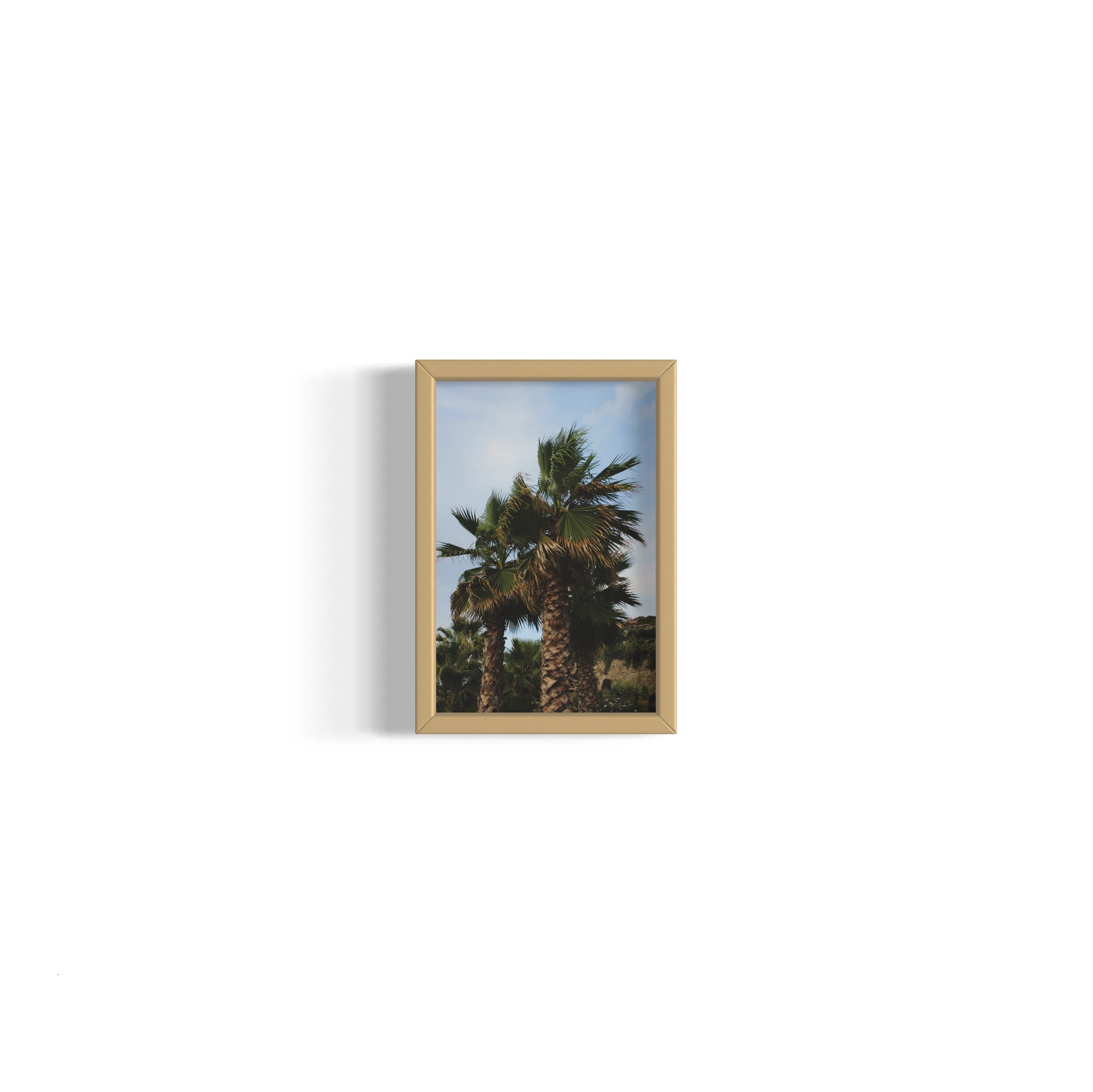 Tropical Club