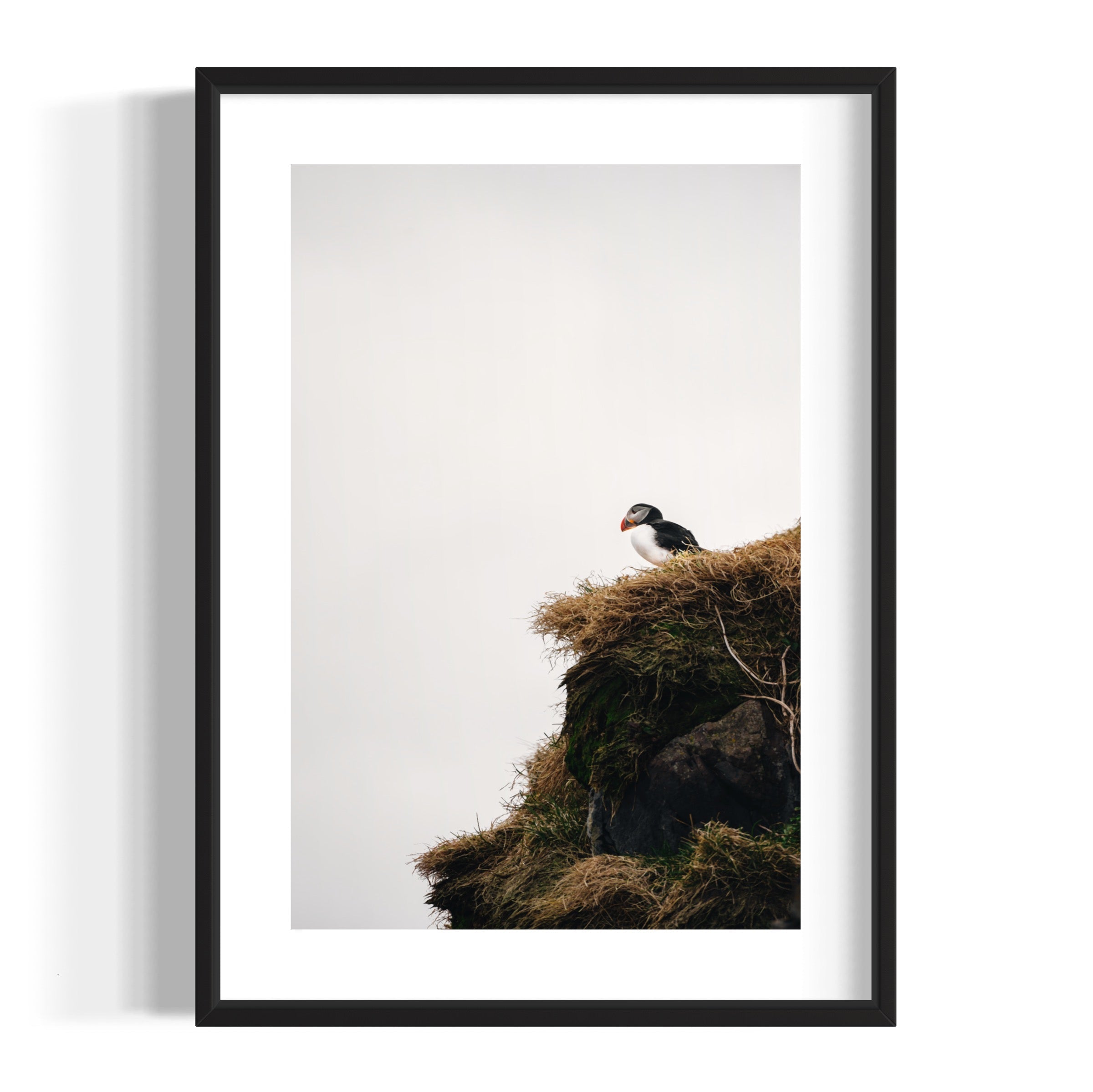 Puffin
