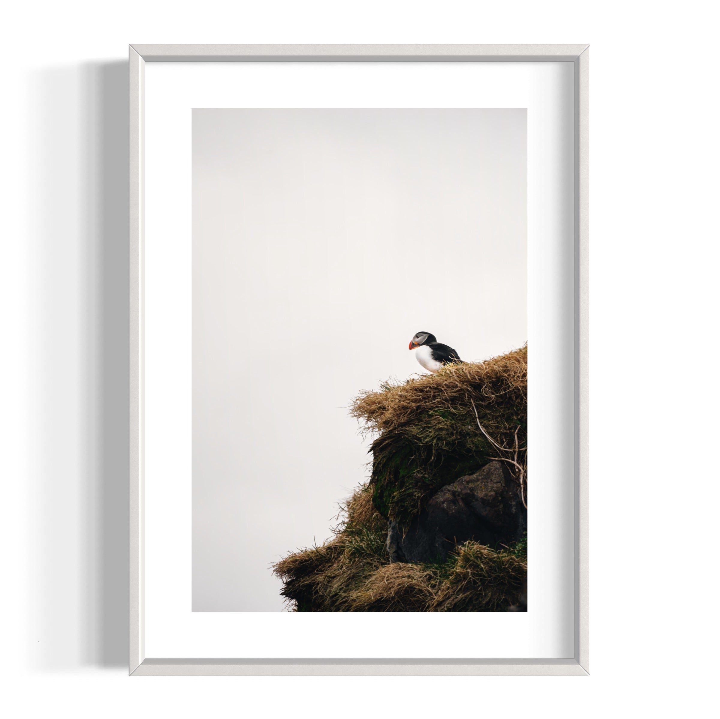 Puffin