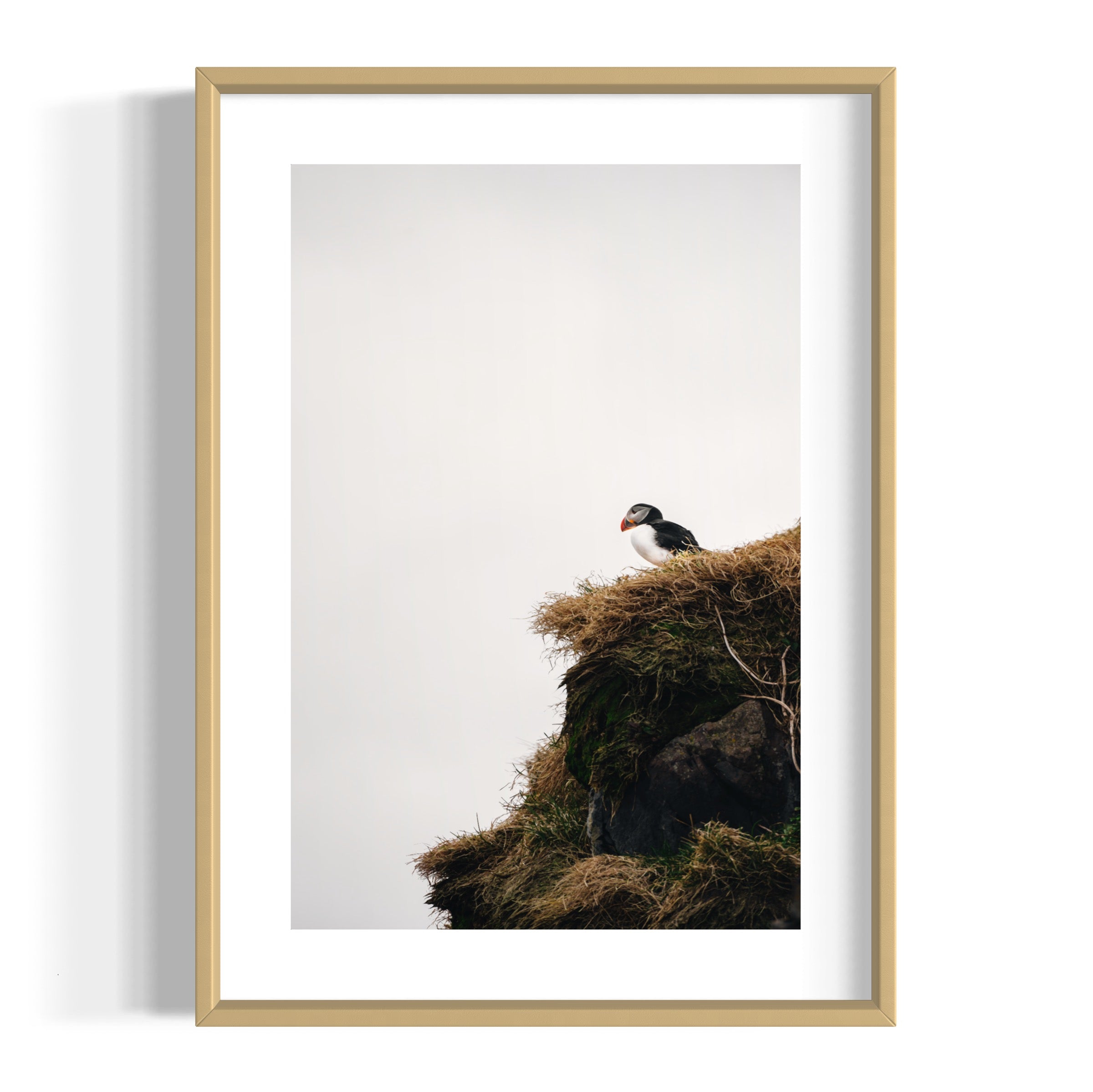 Puffin