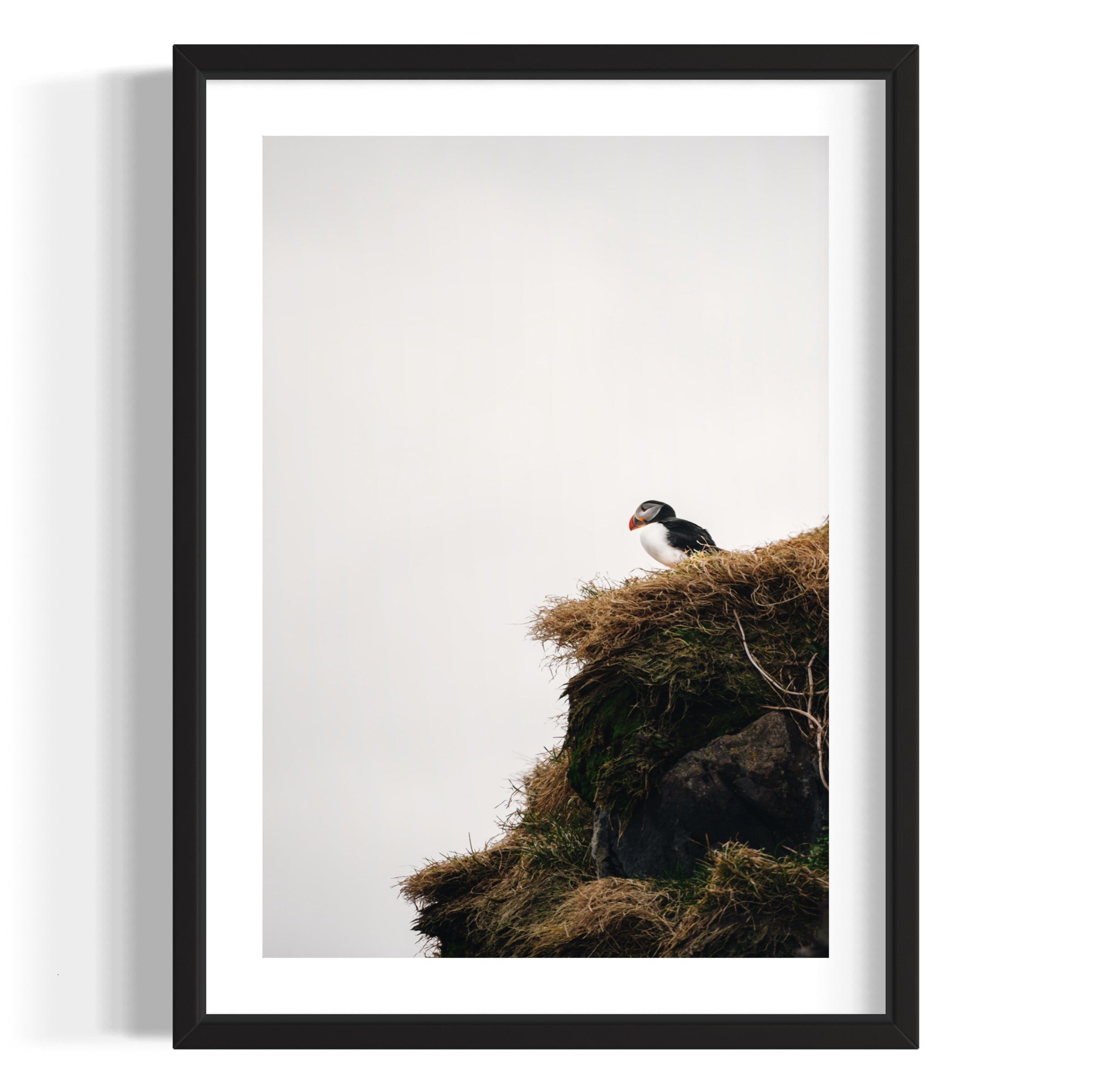 Puffin