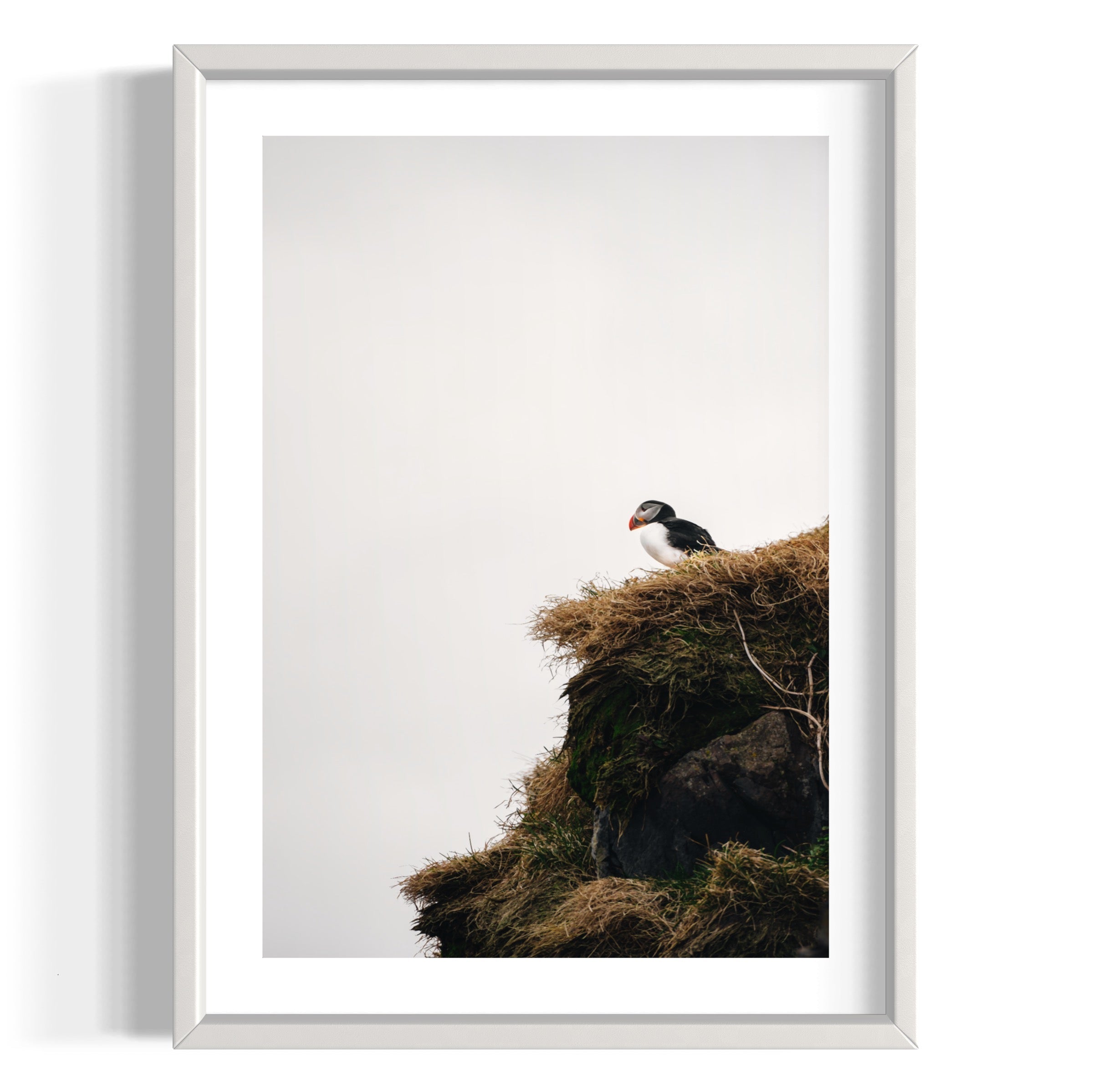 Puffin