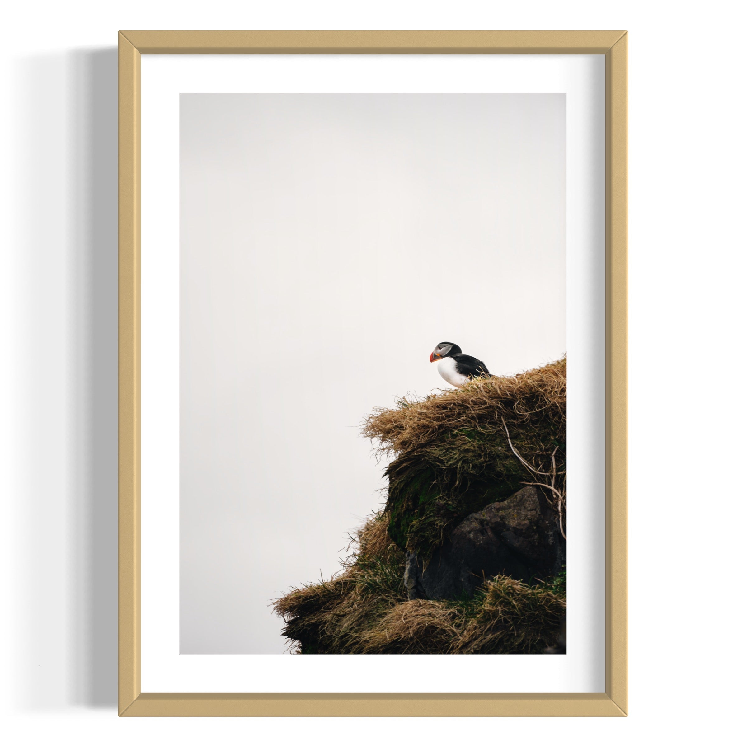 Puffin