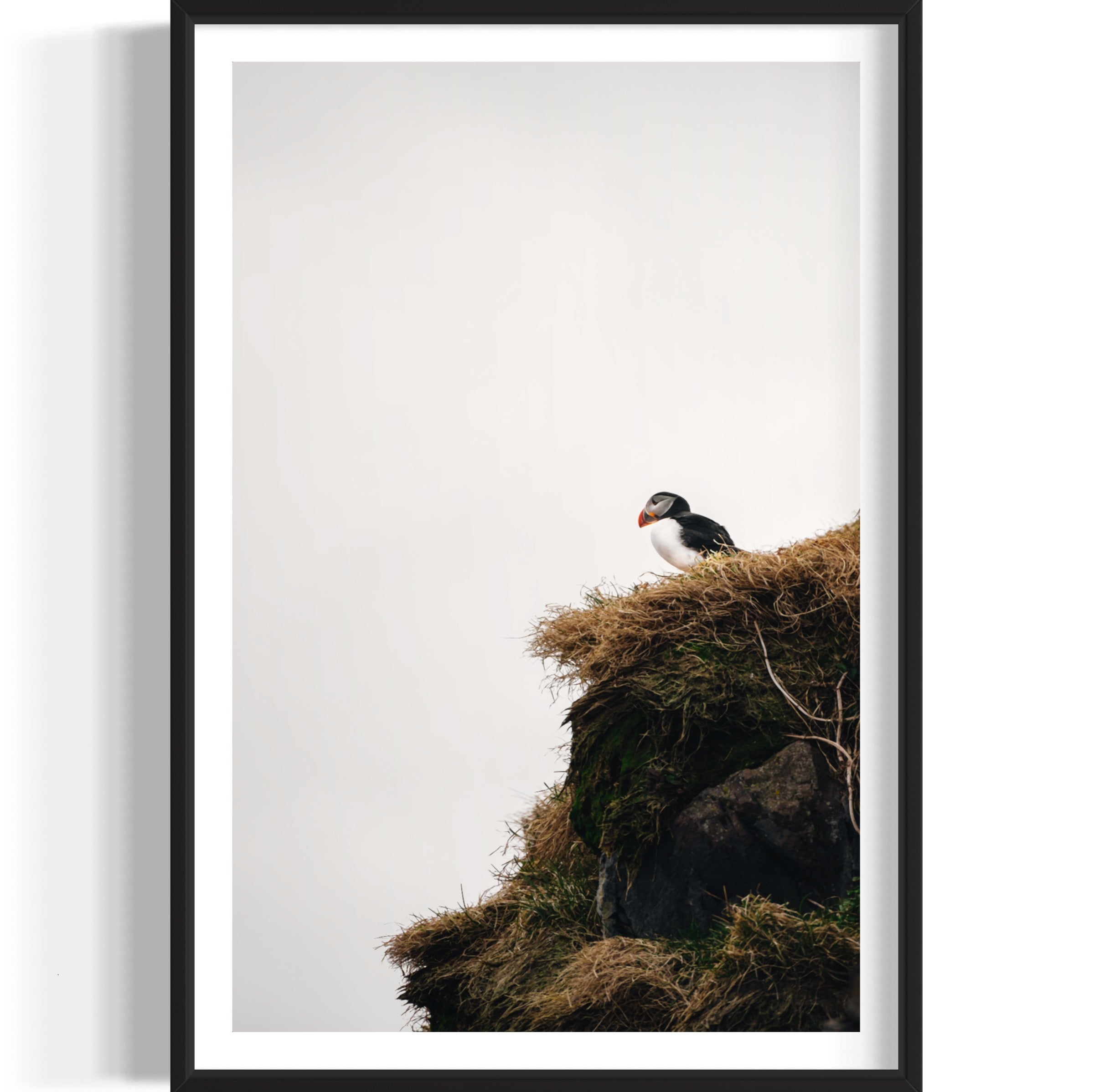 Puffin