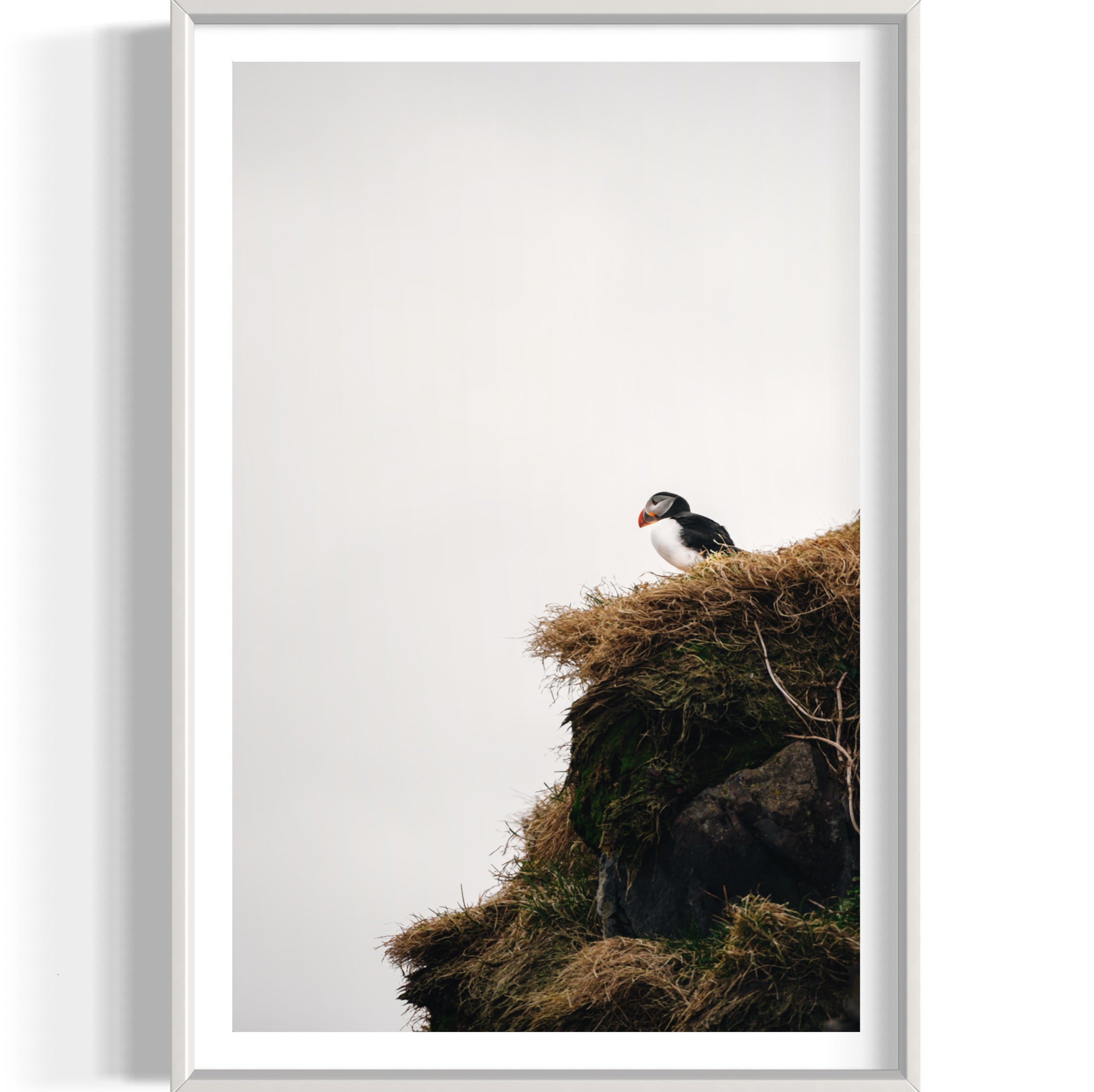 Puffin