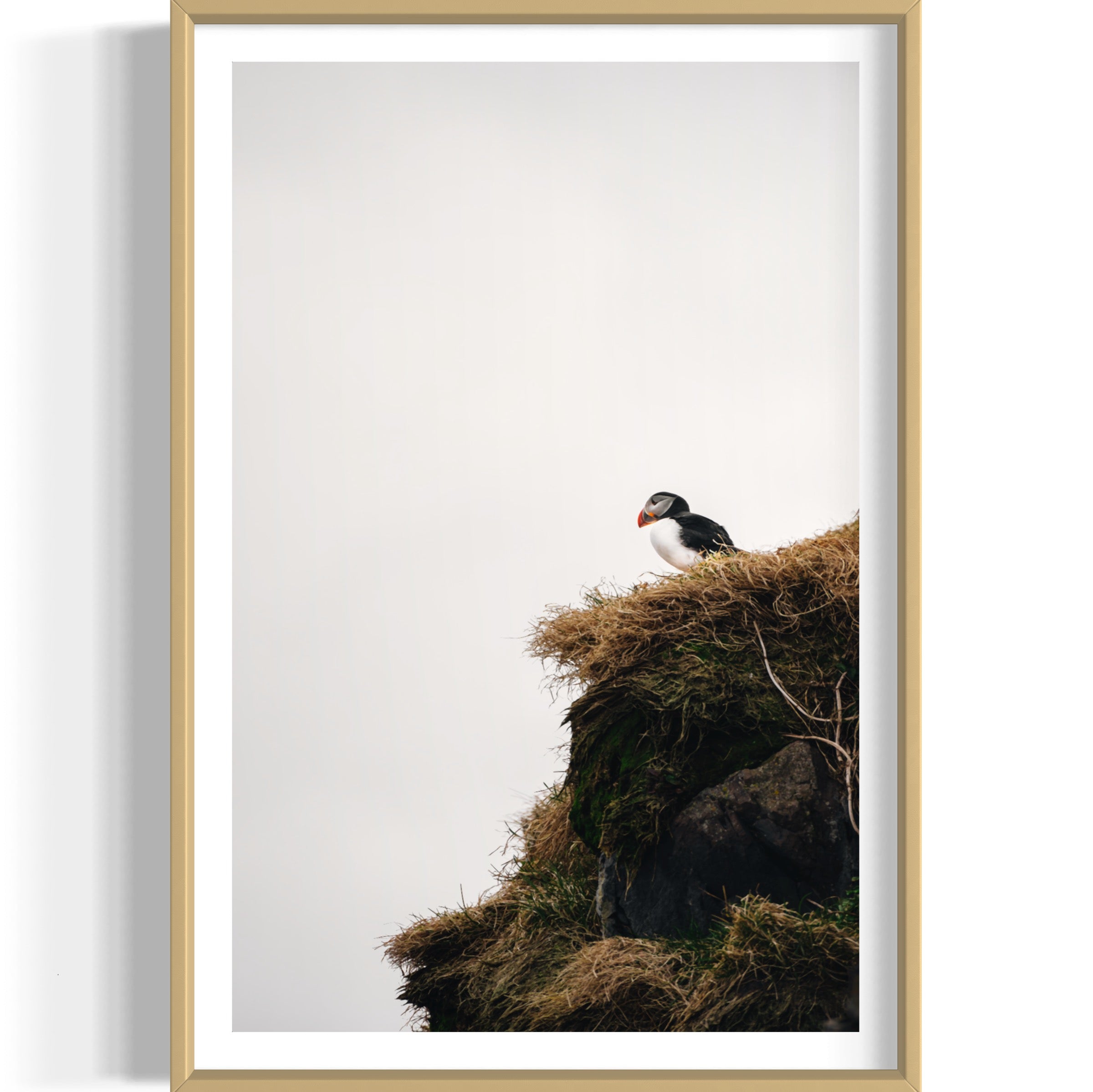Puffin